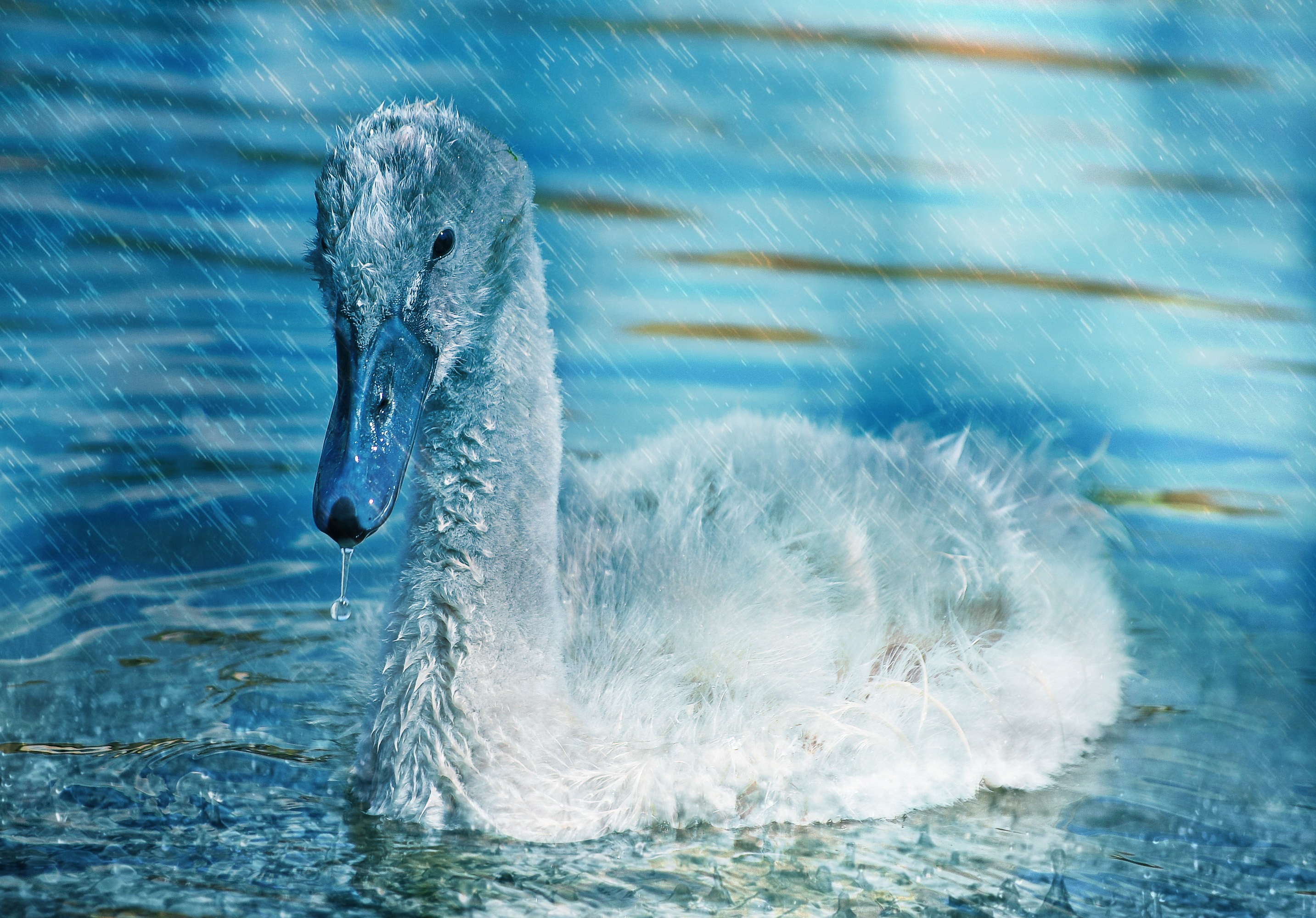 Swan, Bird, Duck, Edit, Swim, HQ Photo