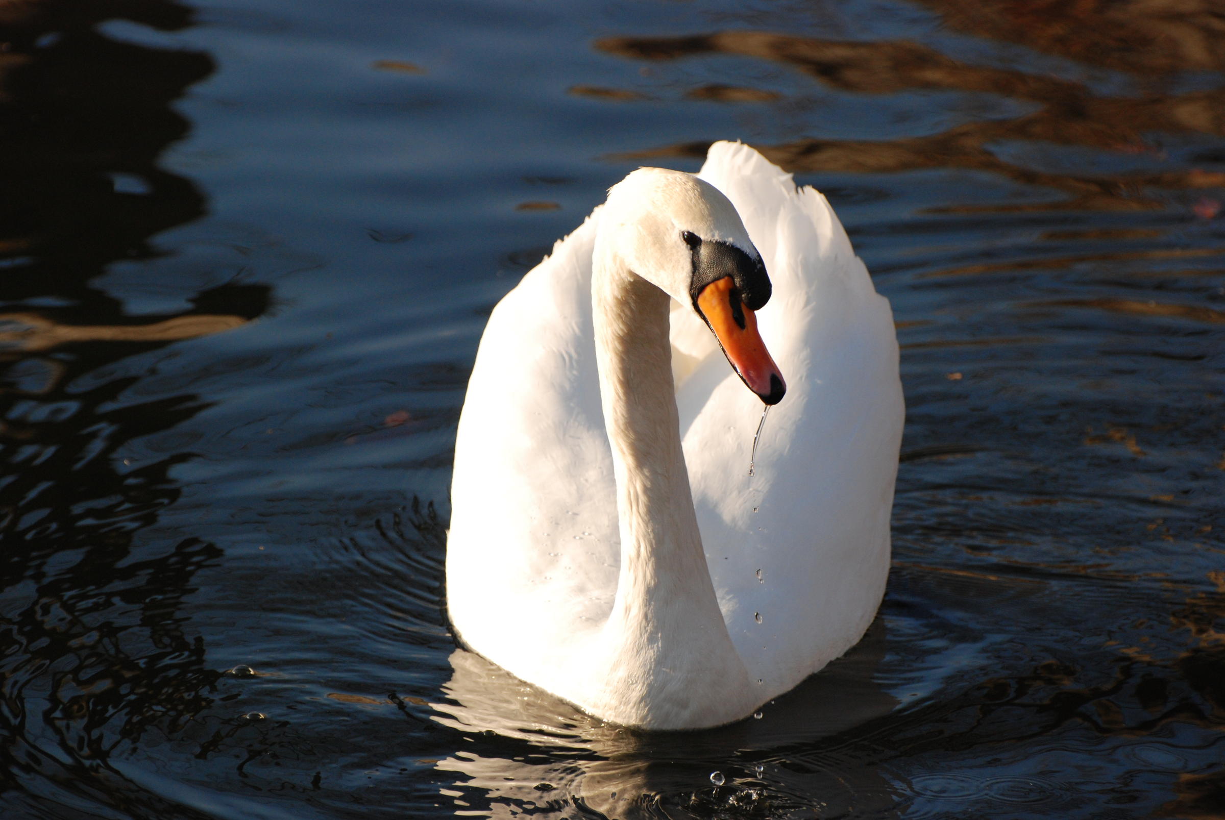 Issues Of The Environment: Counterpoint To Michigan's Mute Swan ...