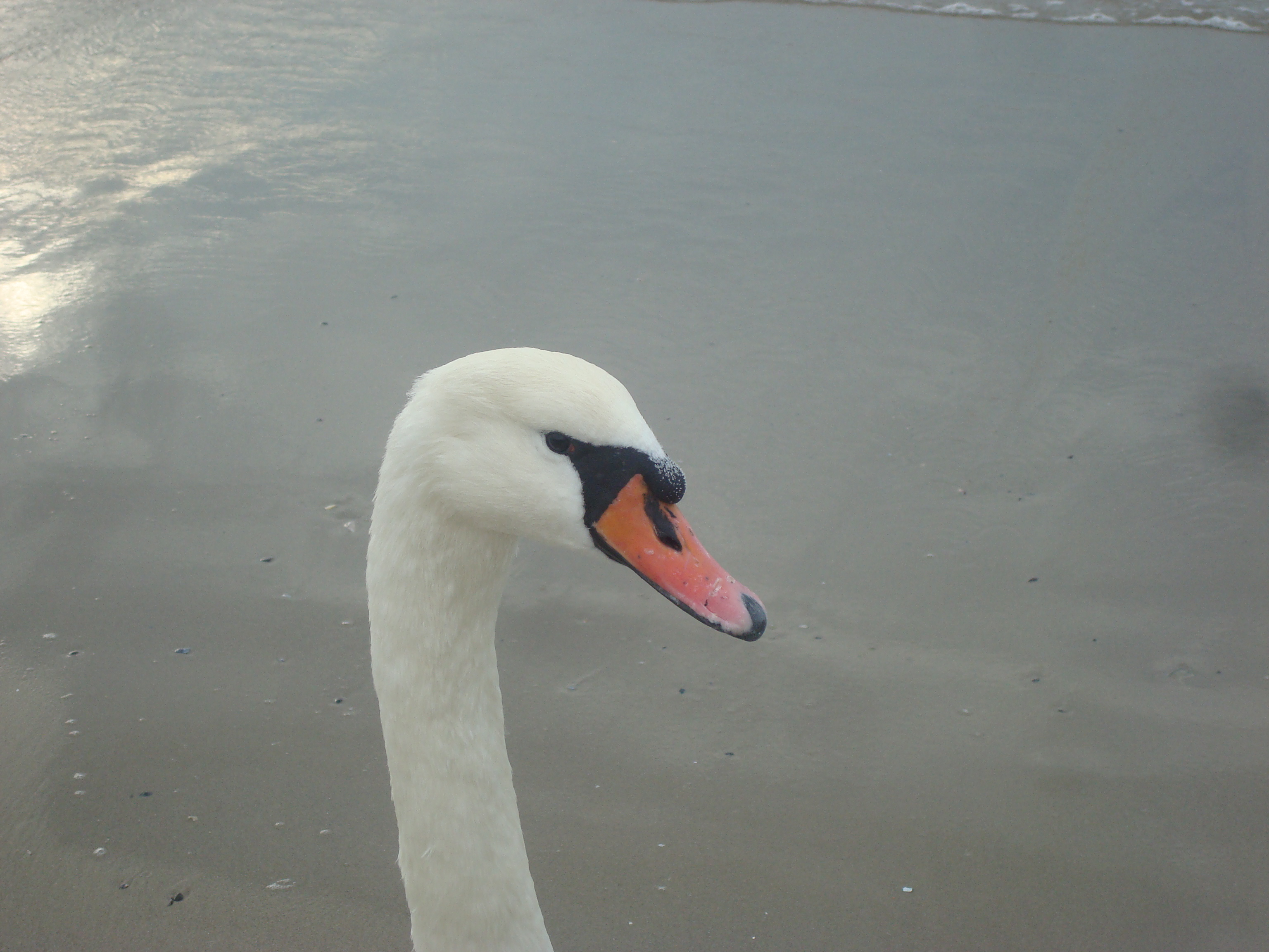 Swan photo