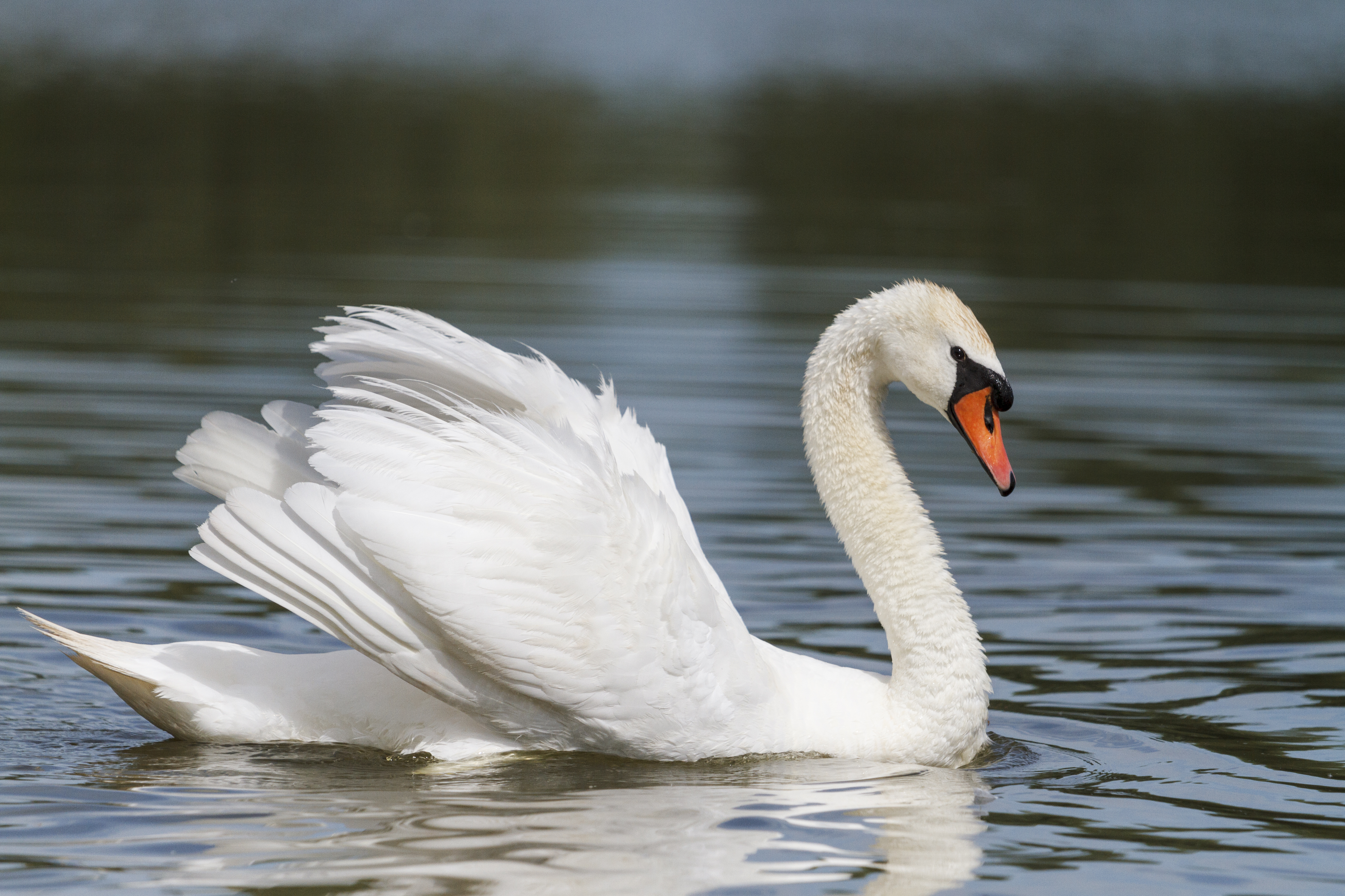 Mute Swan | Wild Animals | British Wildlife - Finding Nature UK