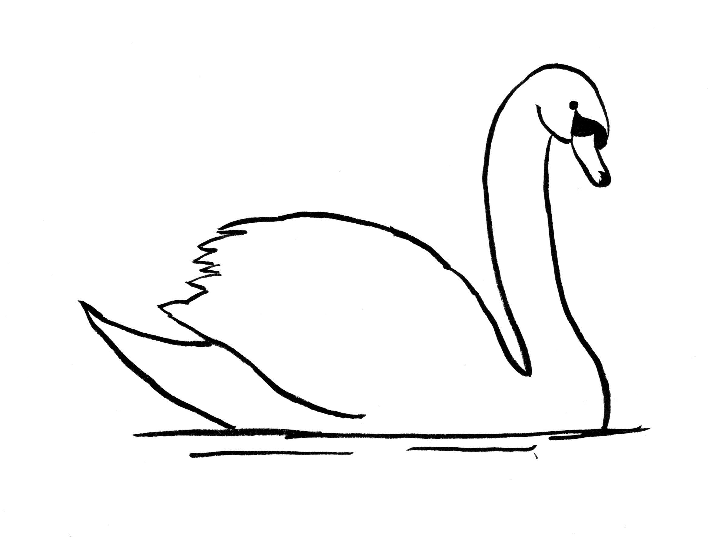 Swan Drawing Step by Step - Samantha Bell