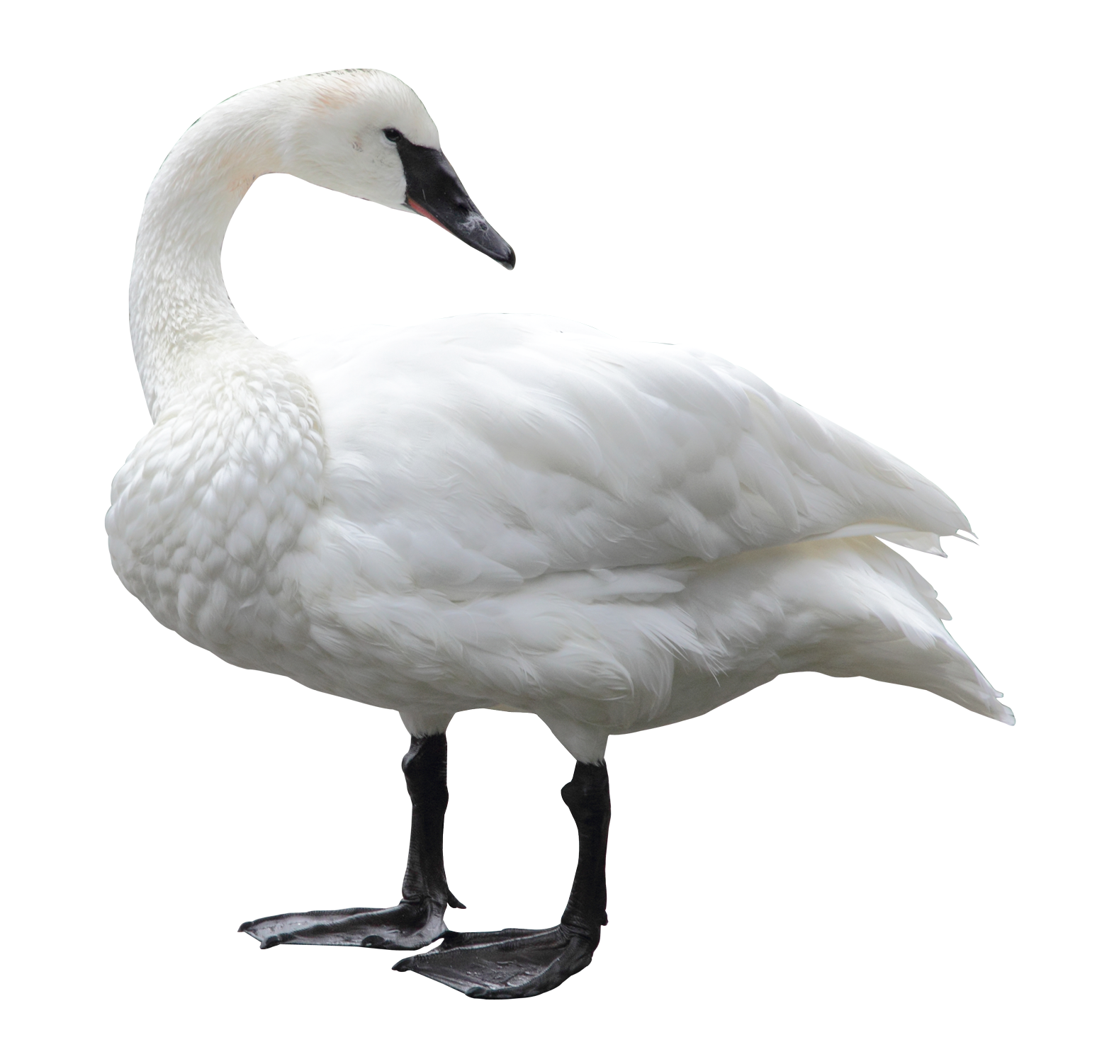 Swan PNG Transparent Swan.PNG Images. | PlusPNG