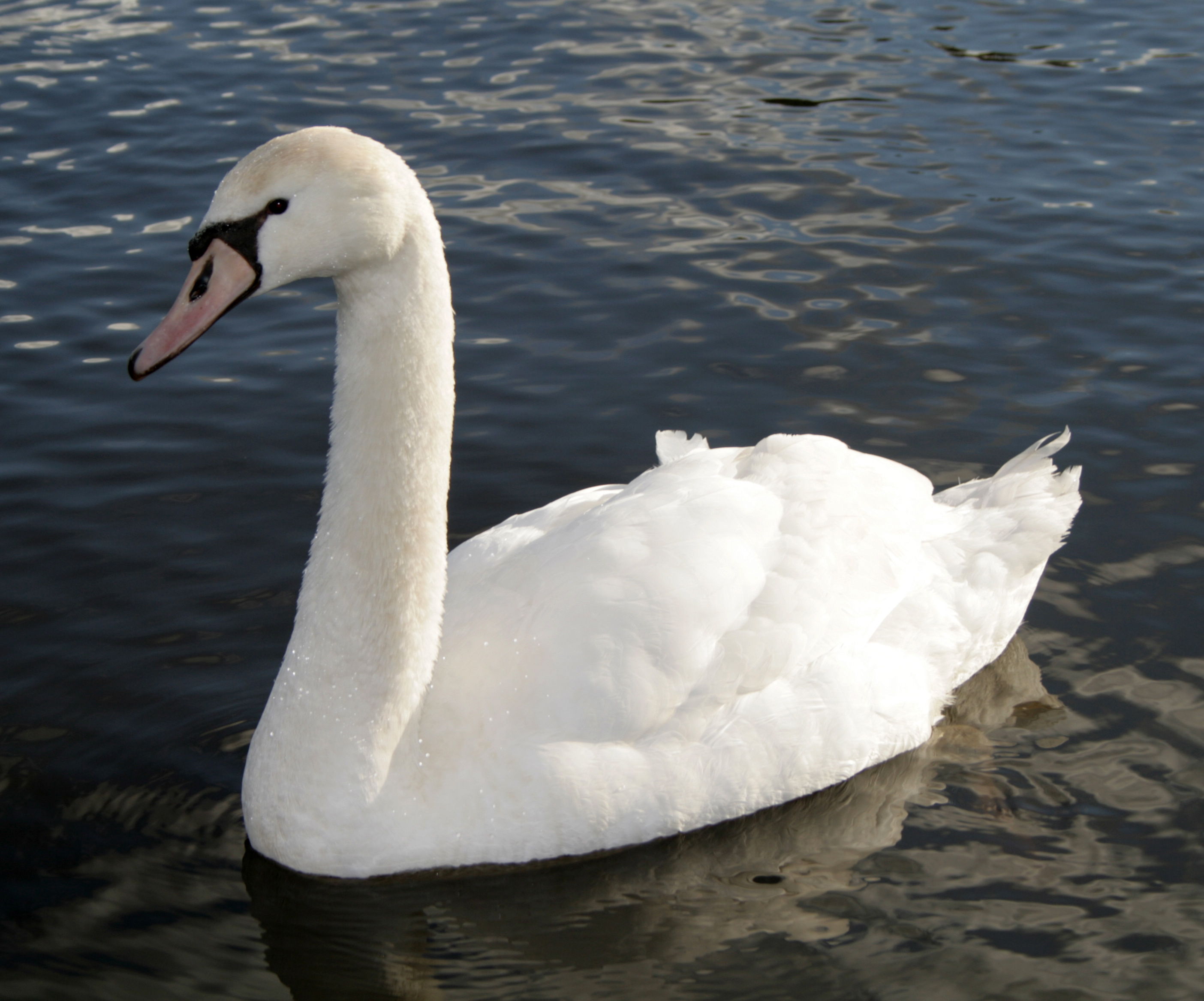 File:Mute swan.jpg - Wikimedia Commons