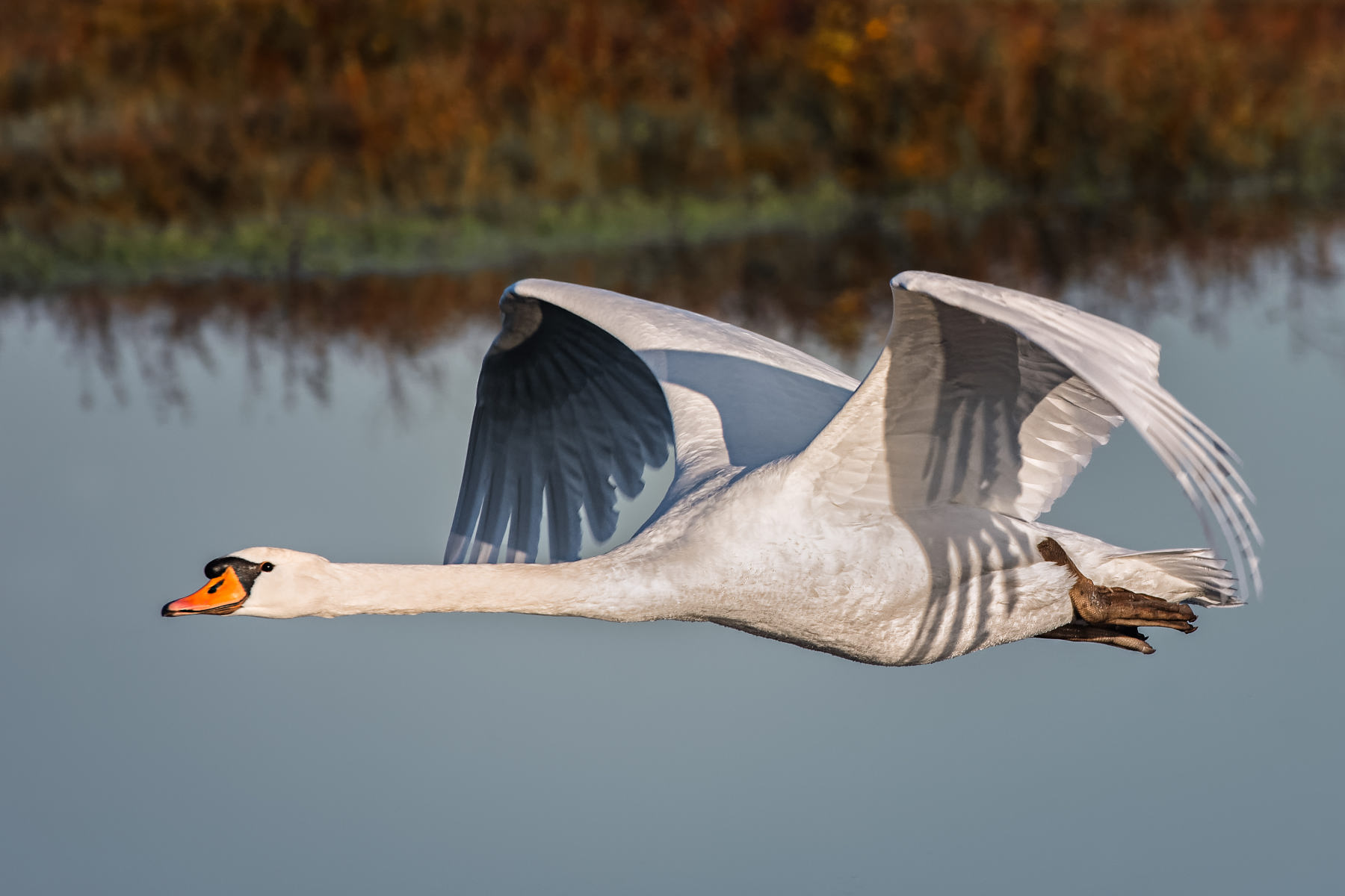 low flying swan | Stan Schaap PHOTOGRAPHY