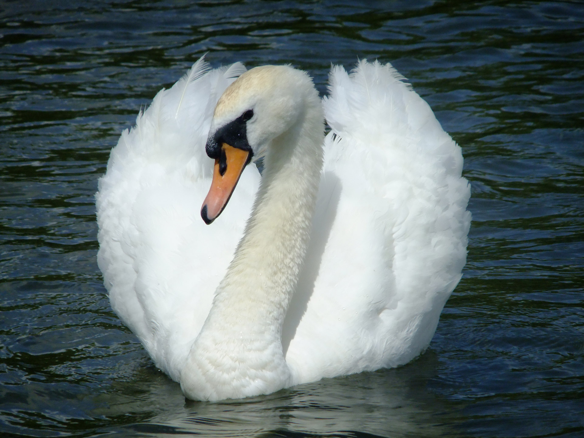 Beautiful Swan Free Stock Photo - Public Domain Pictures