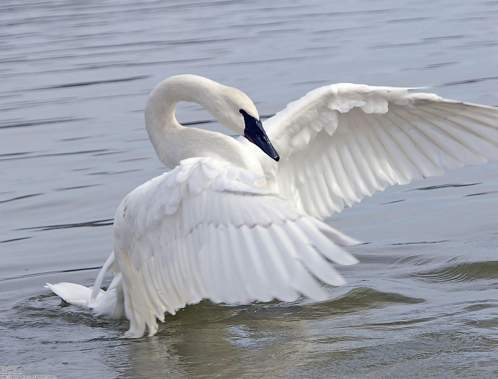 Image - Beautiful Swan Spread Wings in Water.jpg | Spirit Animals ...