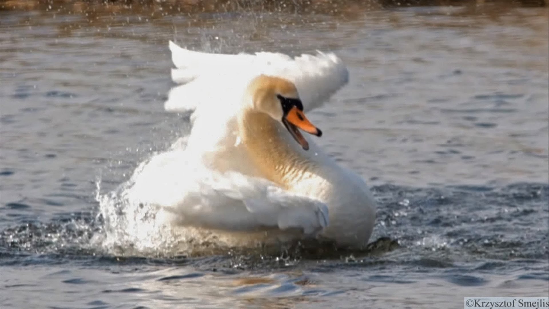 Happy Swan Takes a Bath - YouTube