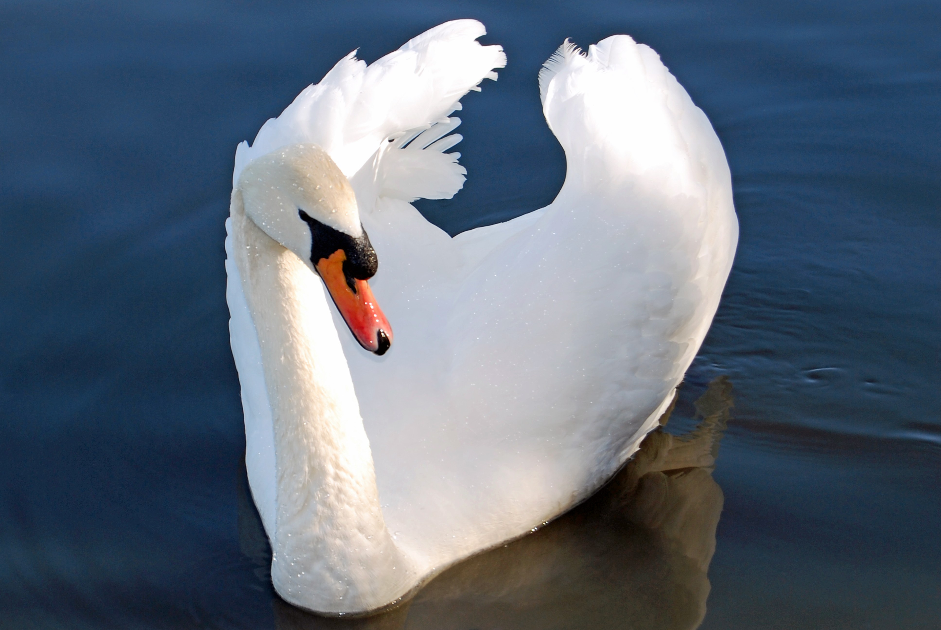 Why You Want to Hire SWANs | Workology