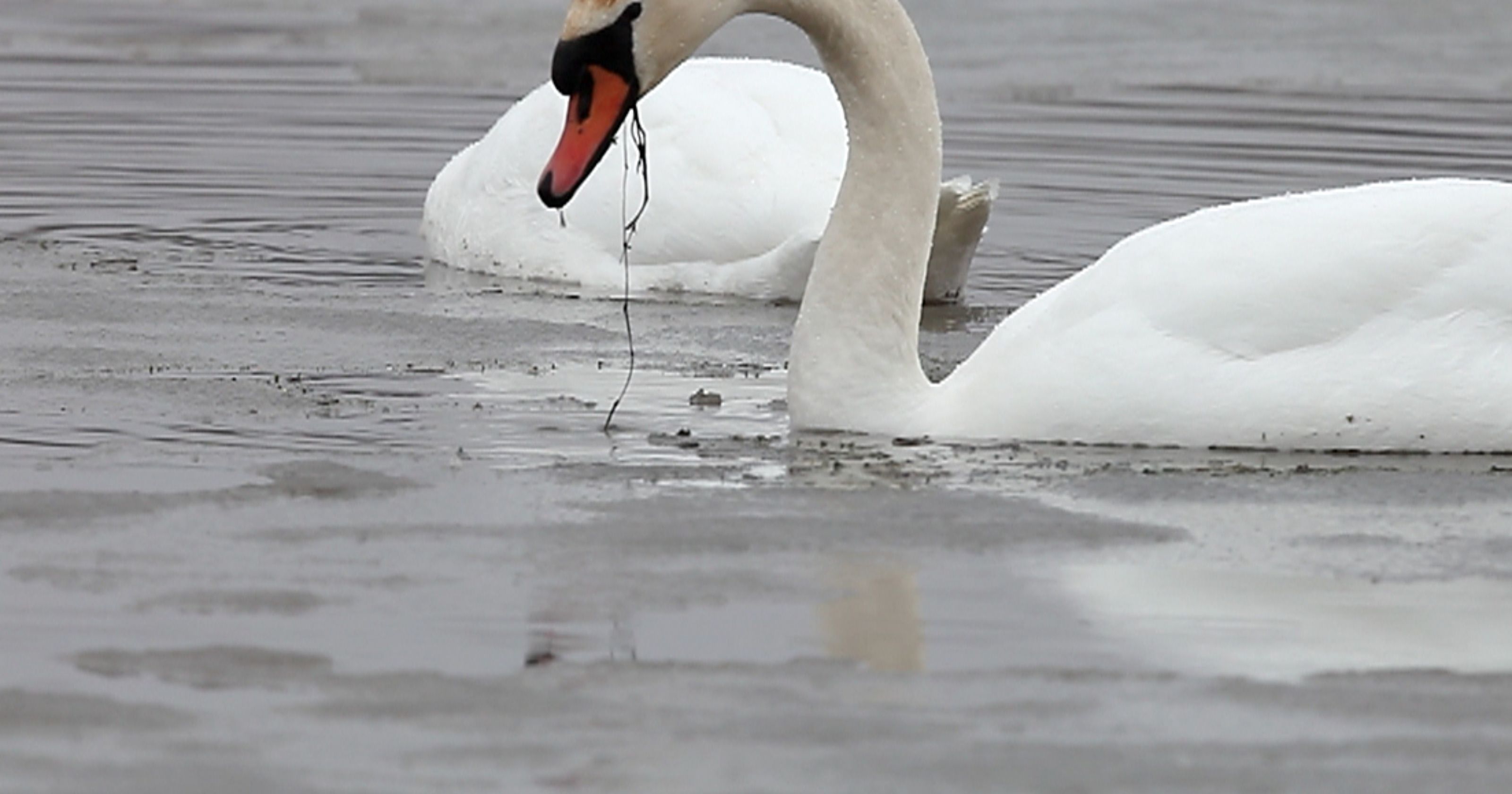 Swan song: N.Y. wants invasive waterfowl to take a bow