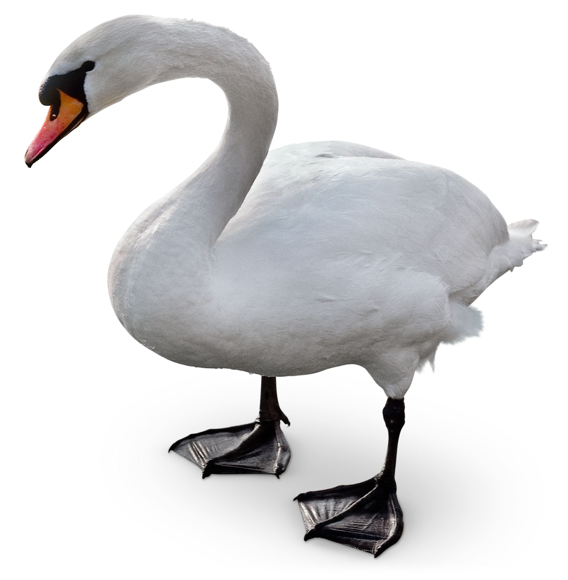 Facts About Swans | What Do Swans Eat | DK Find Out