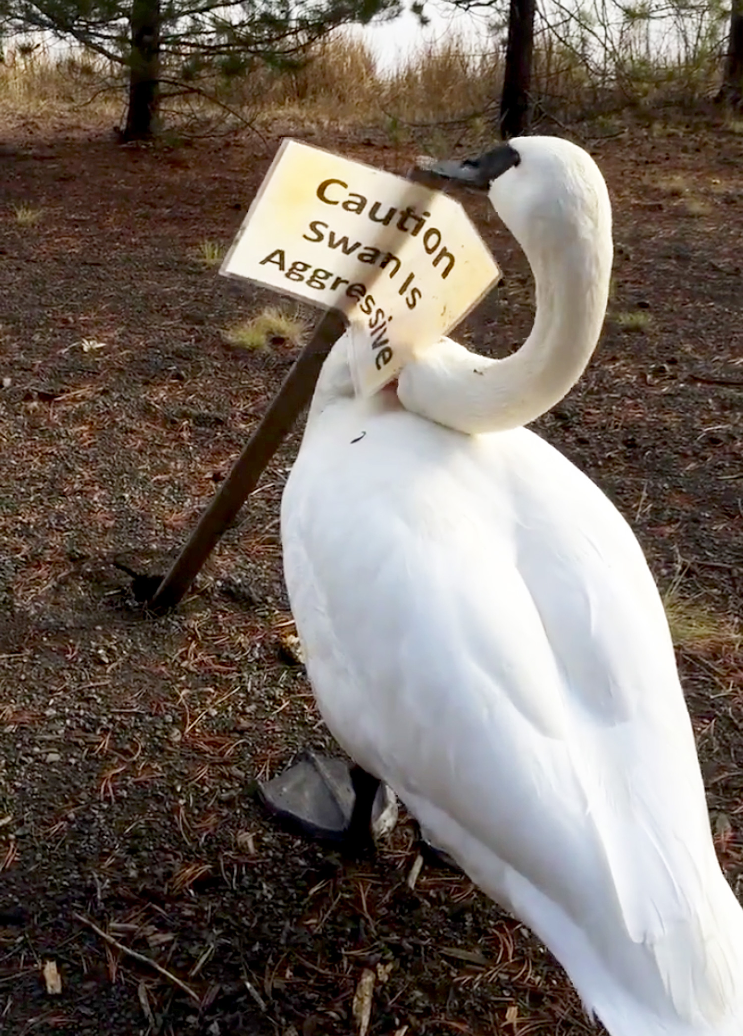 Aggressive Swan Attacks Sign Saying It's Aggressive | PEOPLE.com