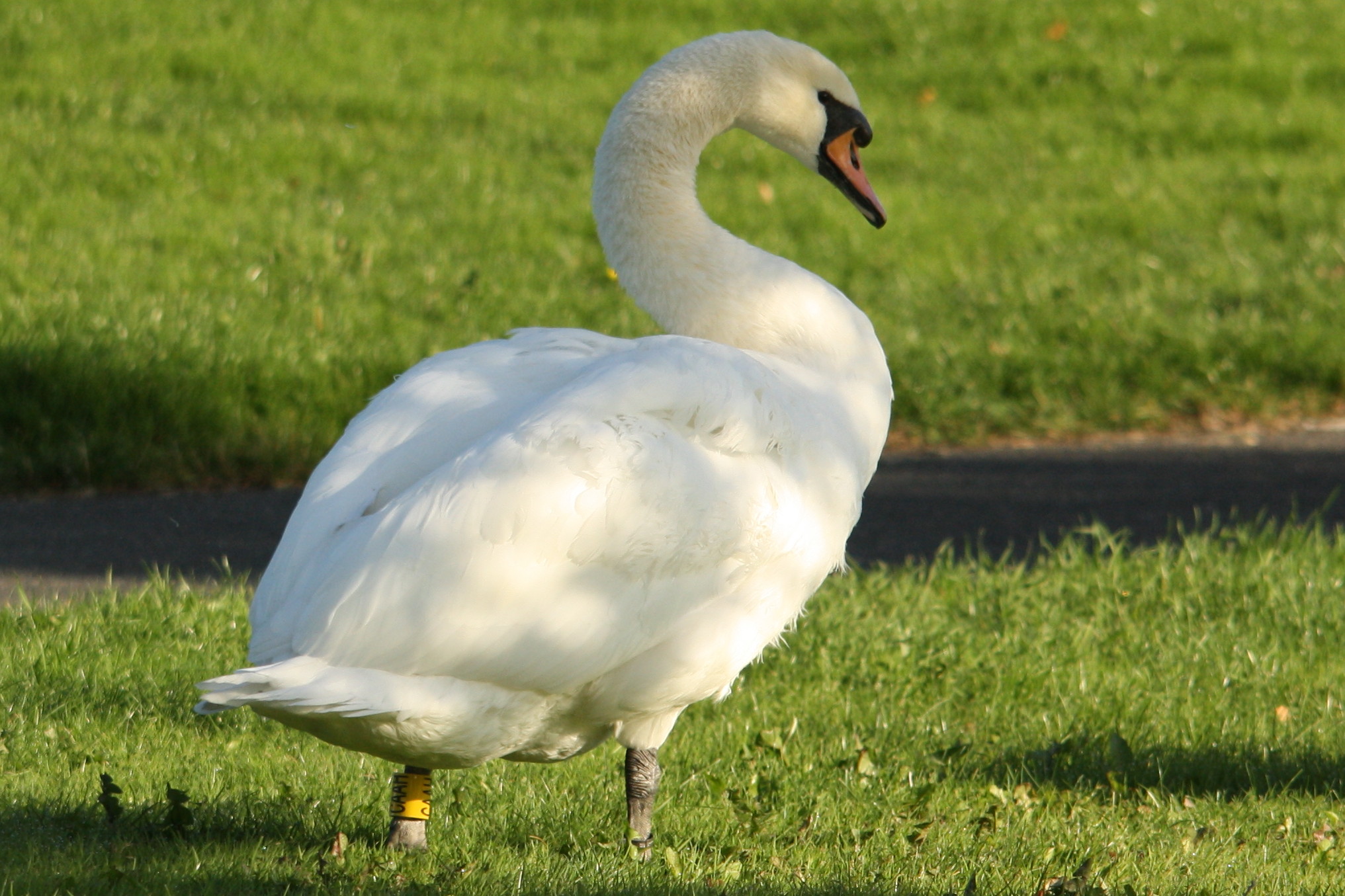 Swan wrangling in the Pale – EcoEvo@TCD