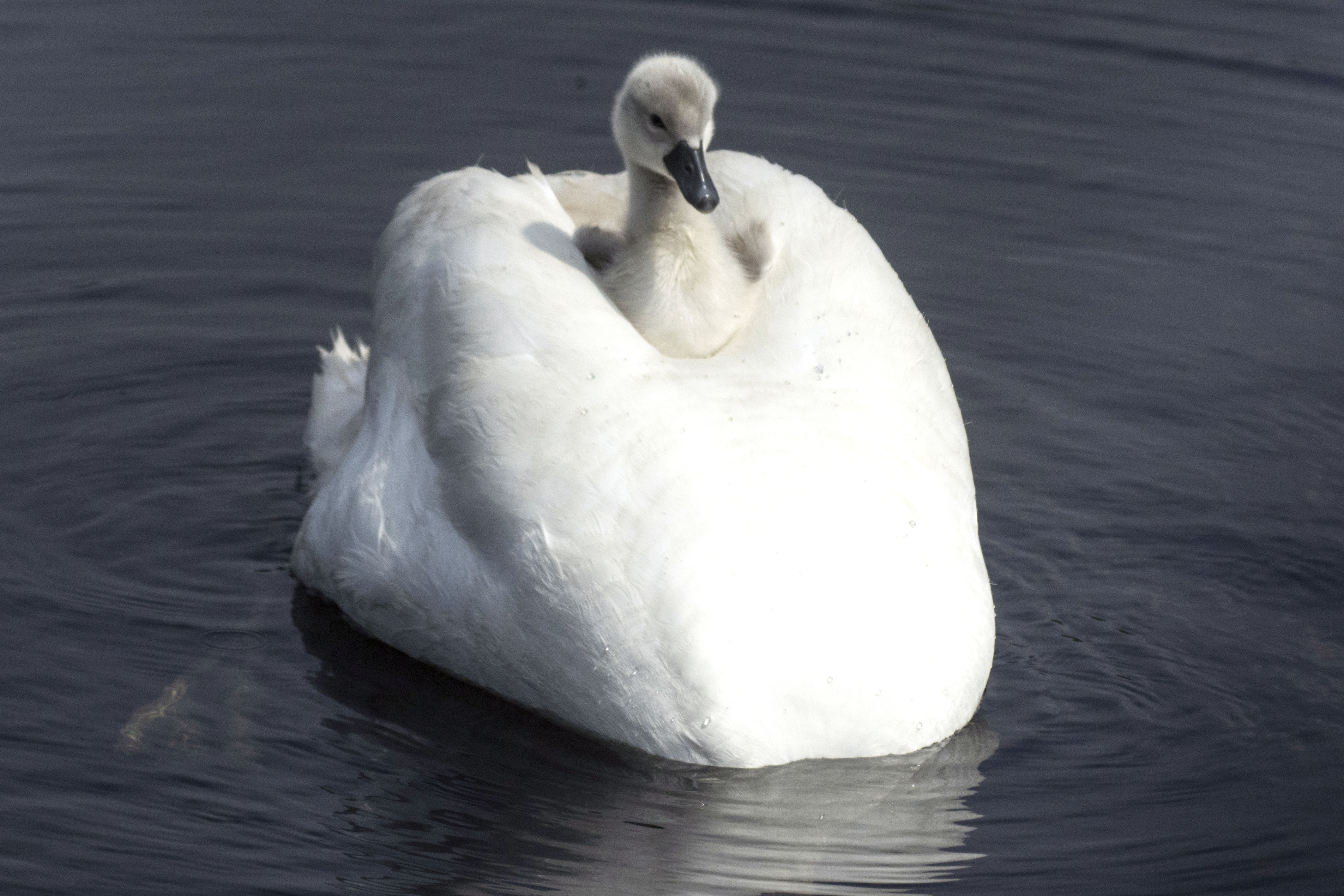 Baby bird sits on mum's head to create very own swan boat - Storytrender