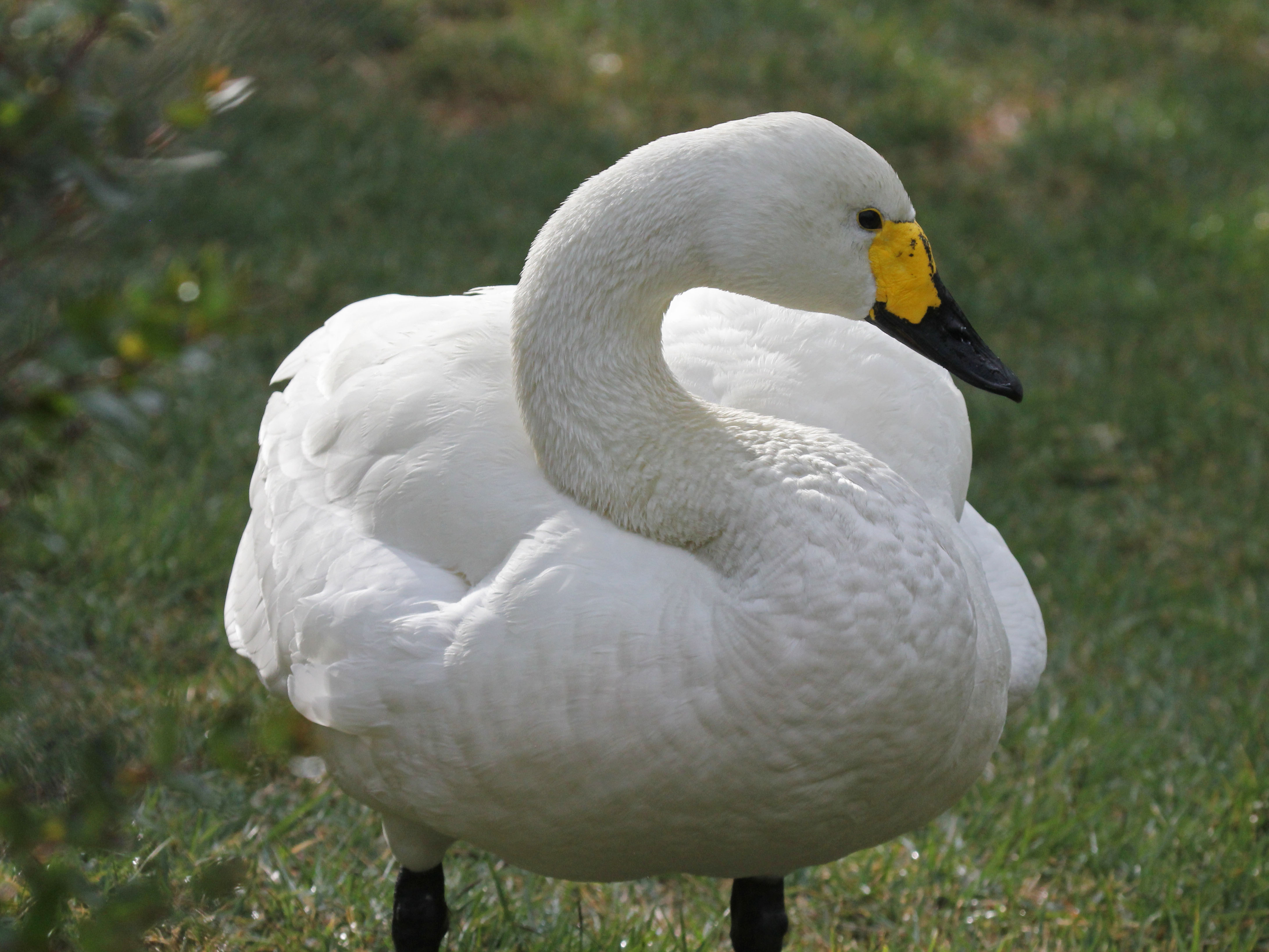 File:Bewick's Swan RWD.jpg - Wikimedia Commons