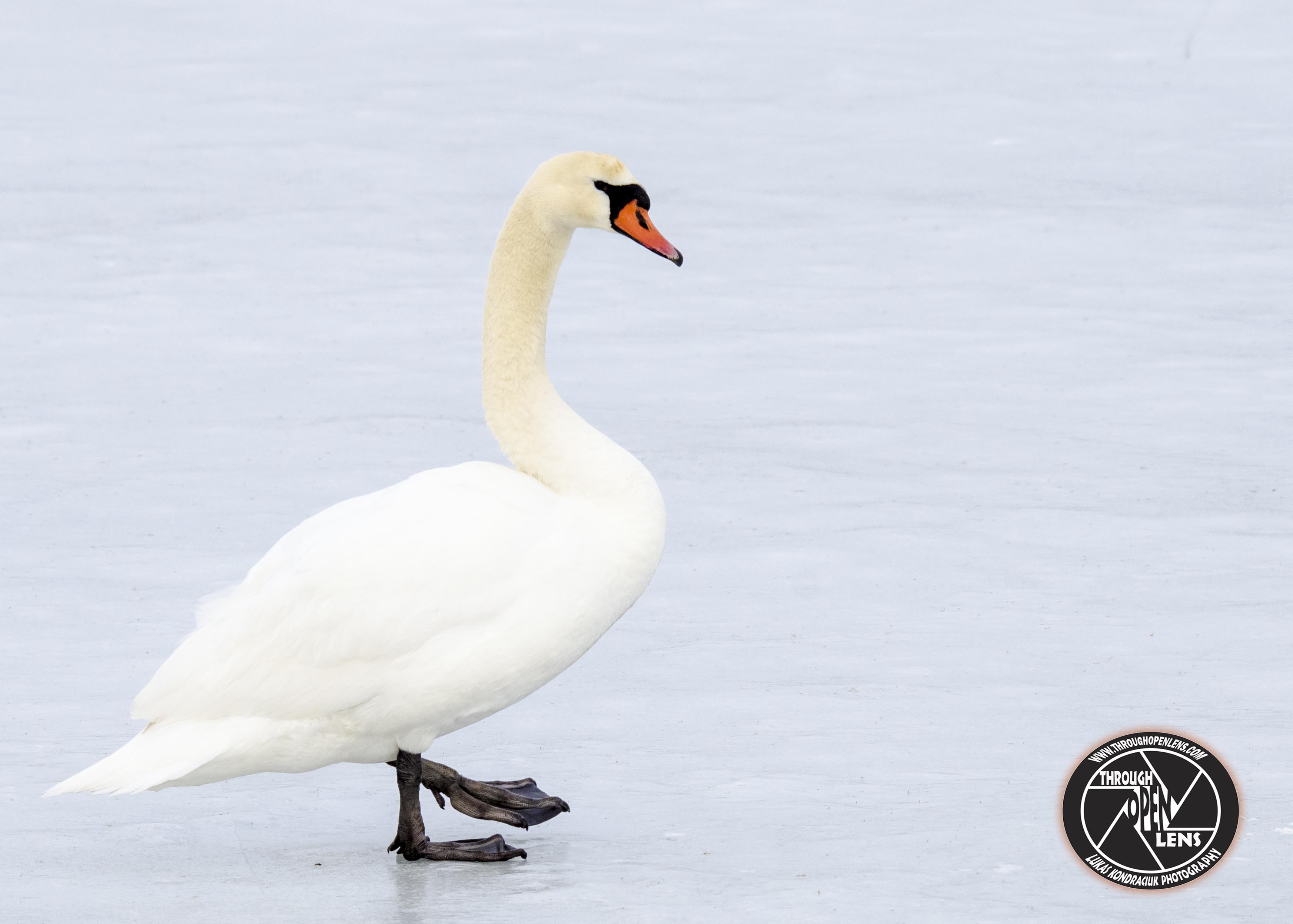 Mute Swan – Through Open Lens