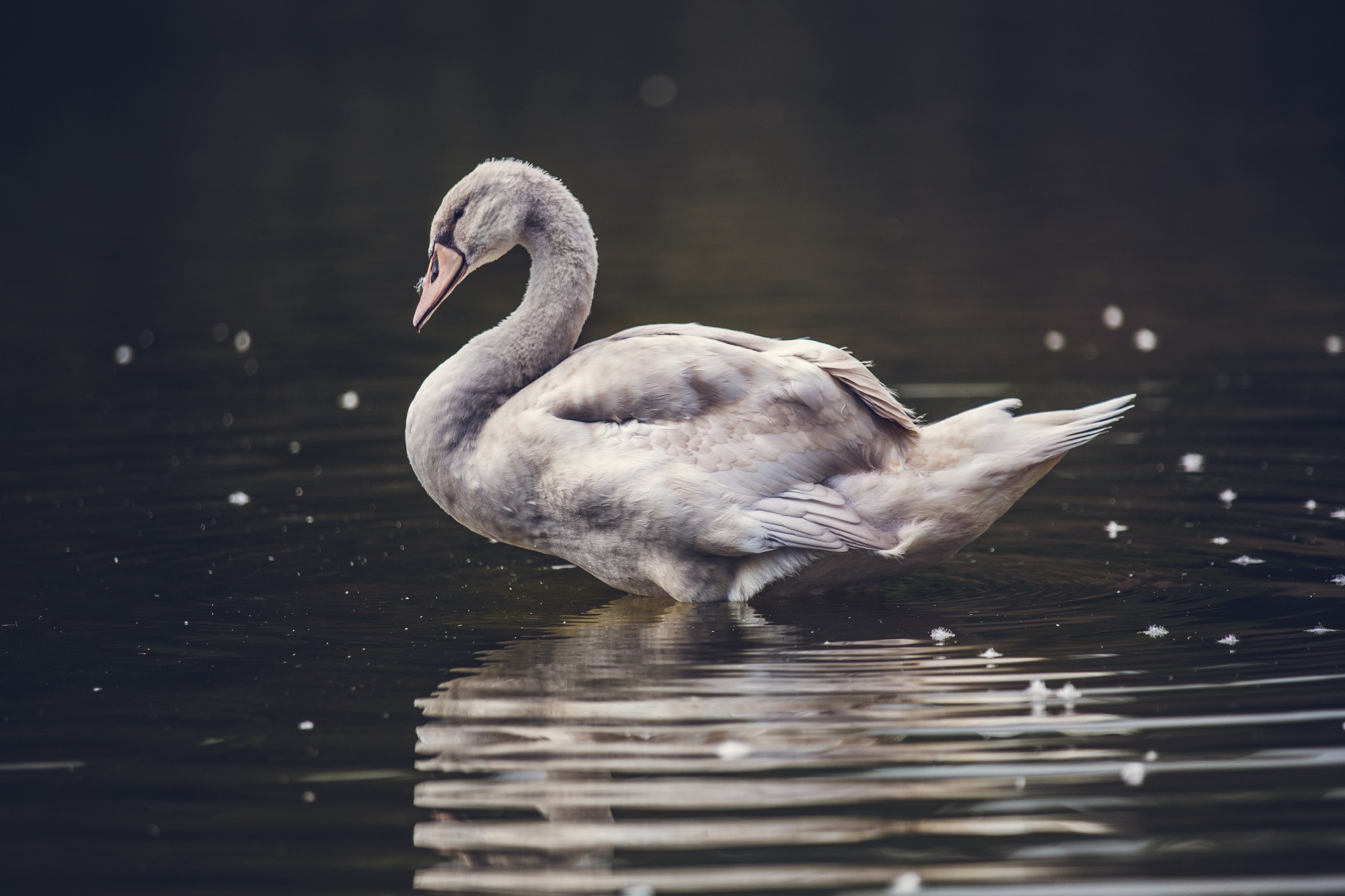 What Color is that Swan? – Towards Data Science