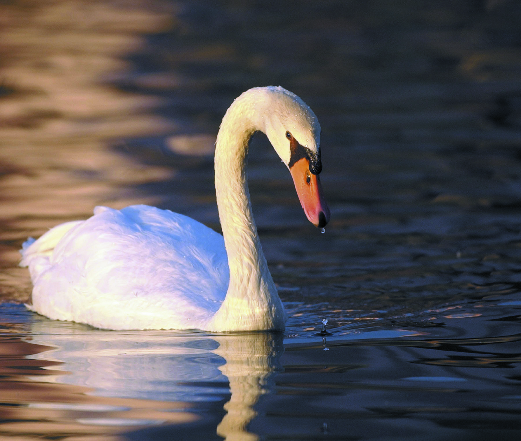 Swan closeup photo