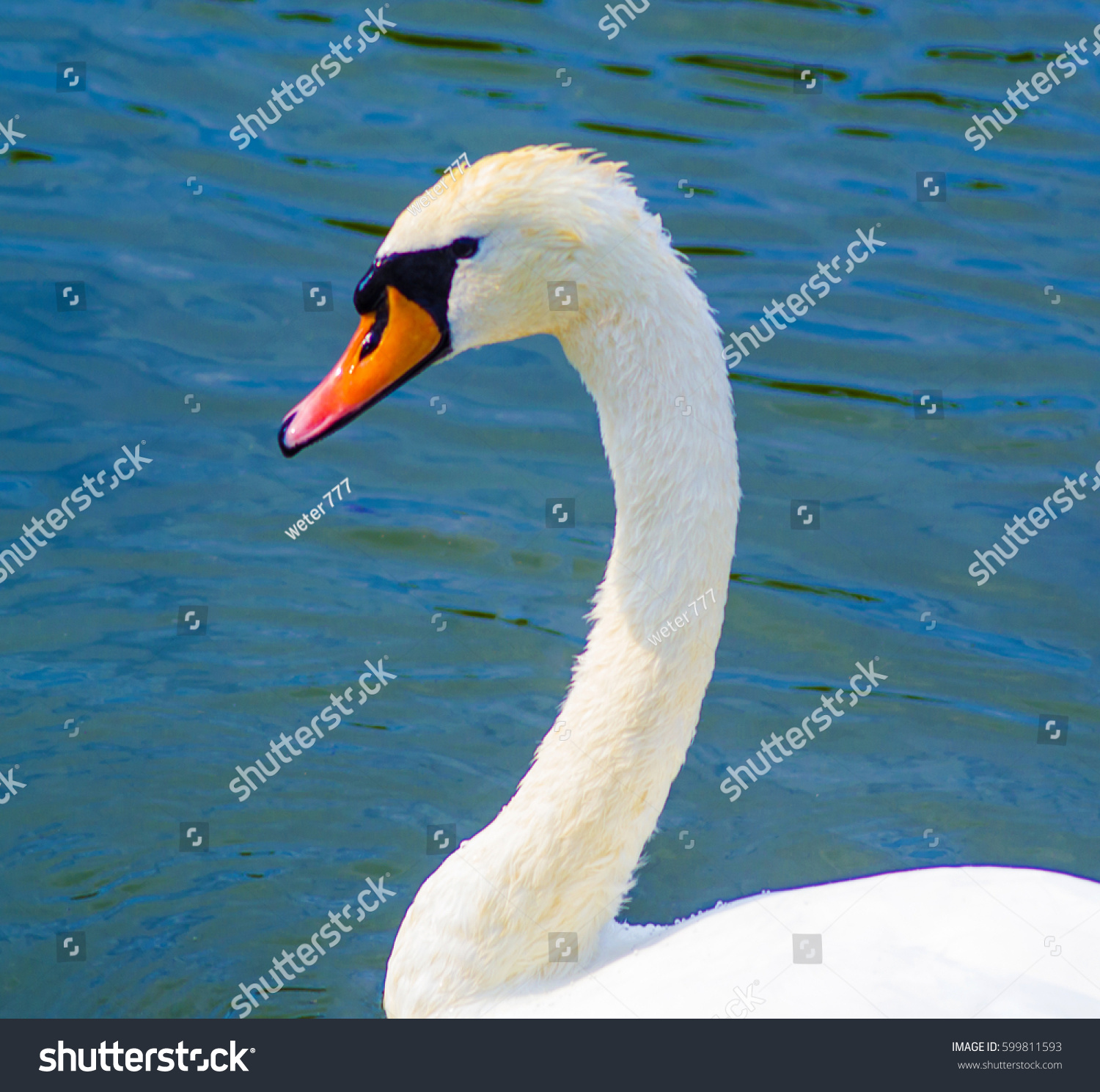 Head Swan Closeup Stock Photo (Royalty Free) 599811593 - Shutterstock