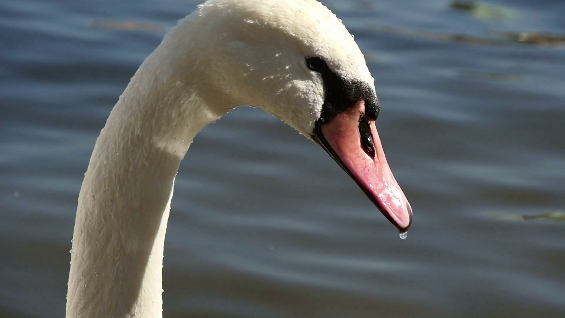 Unusual closeup shot of a white swan with a red beak on the Vltava ...