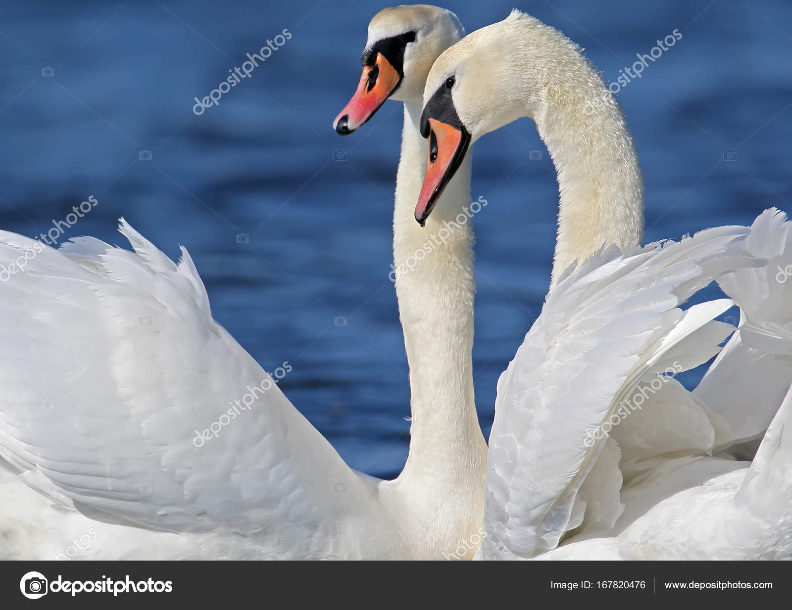 A pair of swan close up view — Stock Photo © voodison #167820476