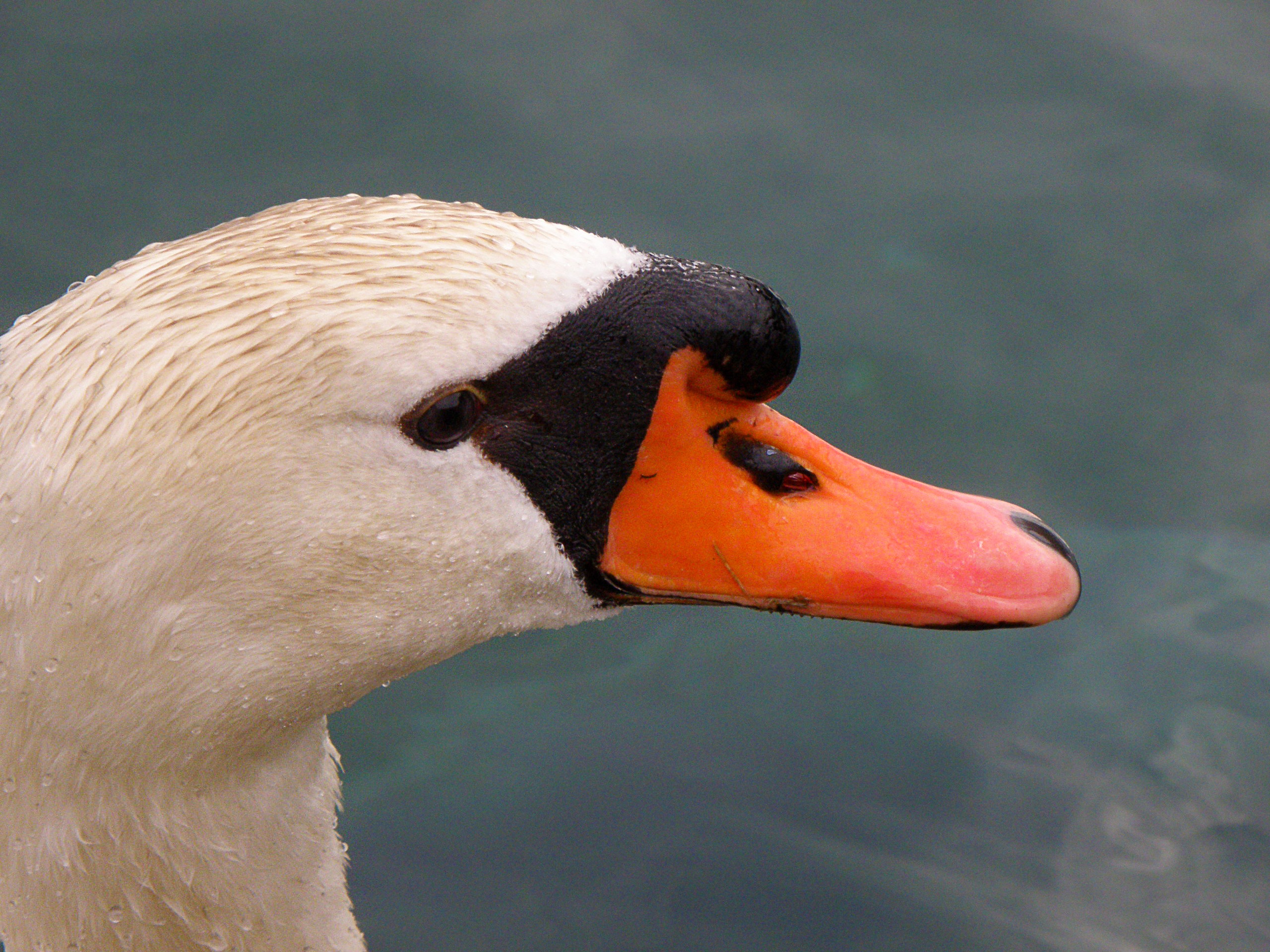 Free Images : wing, white, beak, fauna, close up, swan, duck, head ...