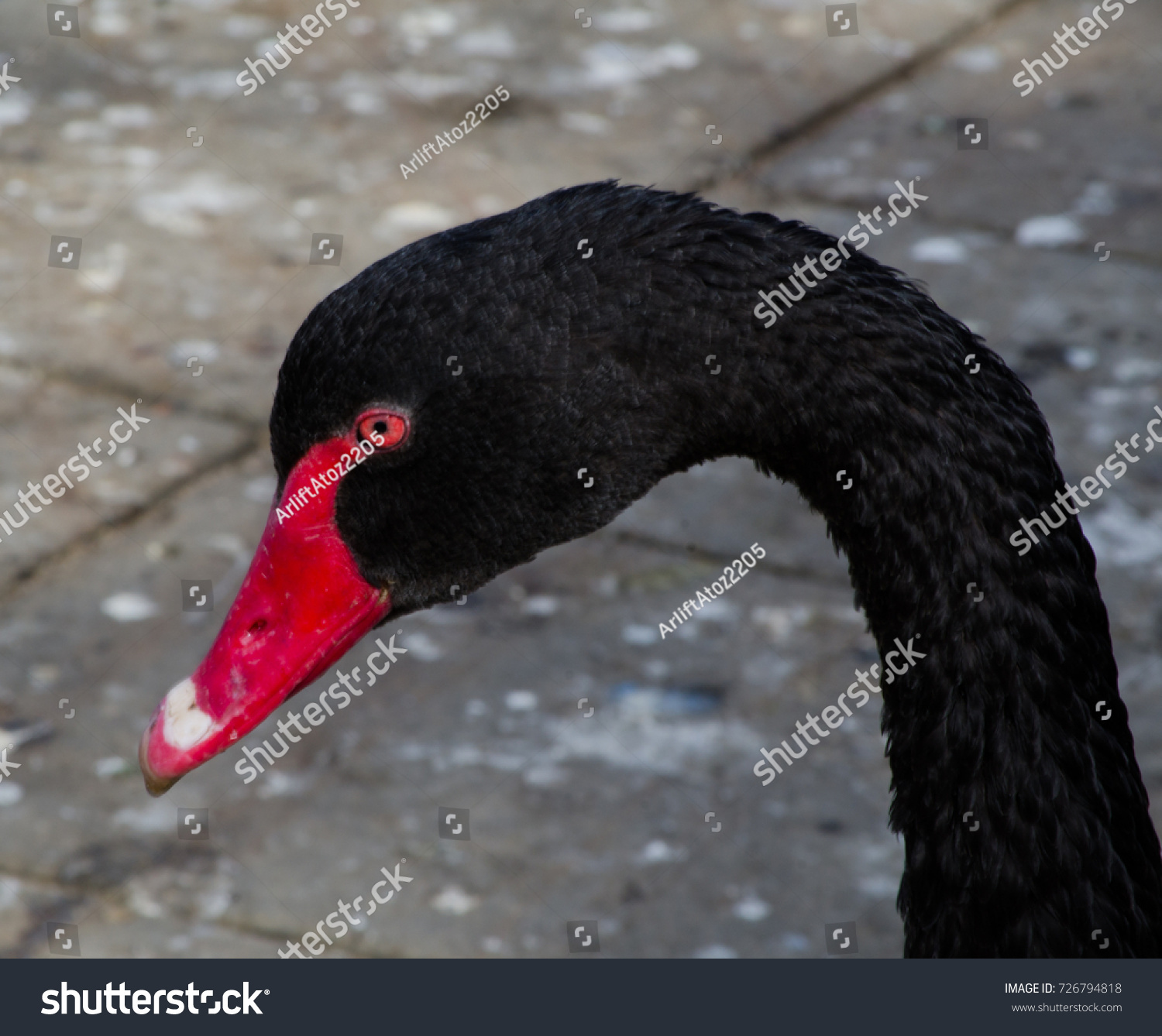 Black Swan Closeup Head Stock Photo 726794818 - Shutterstock