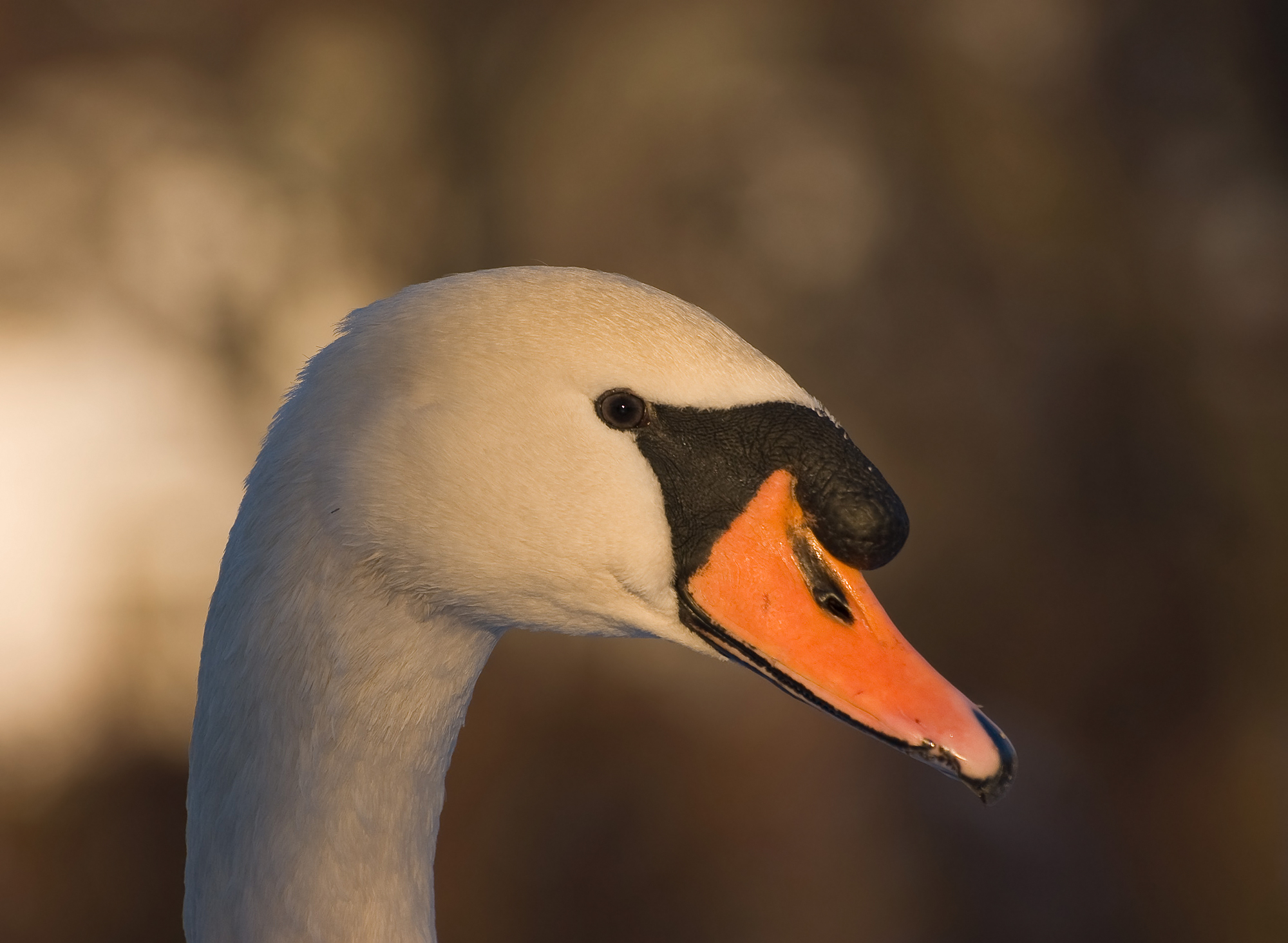 Swan closeup | Birds - Swans - Ducks | Pinterest | Bird