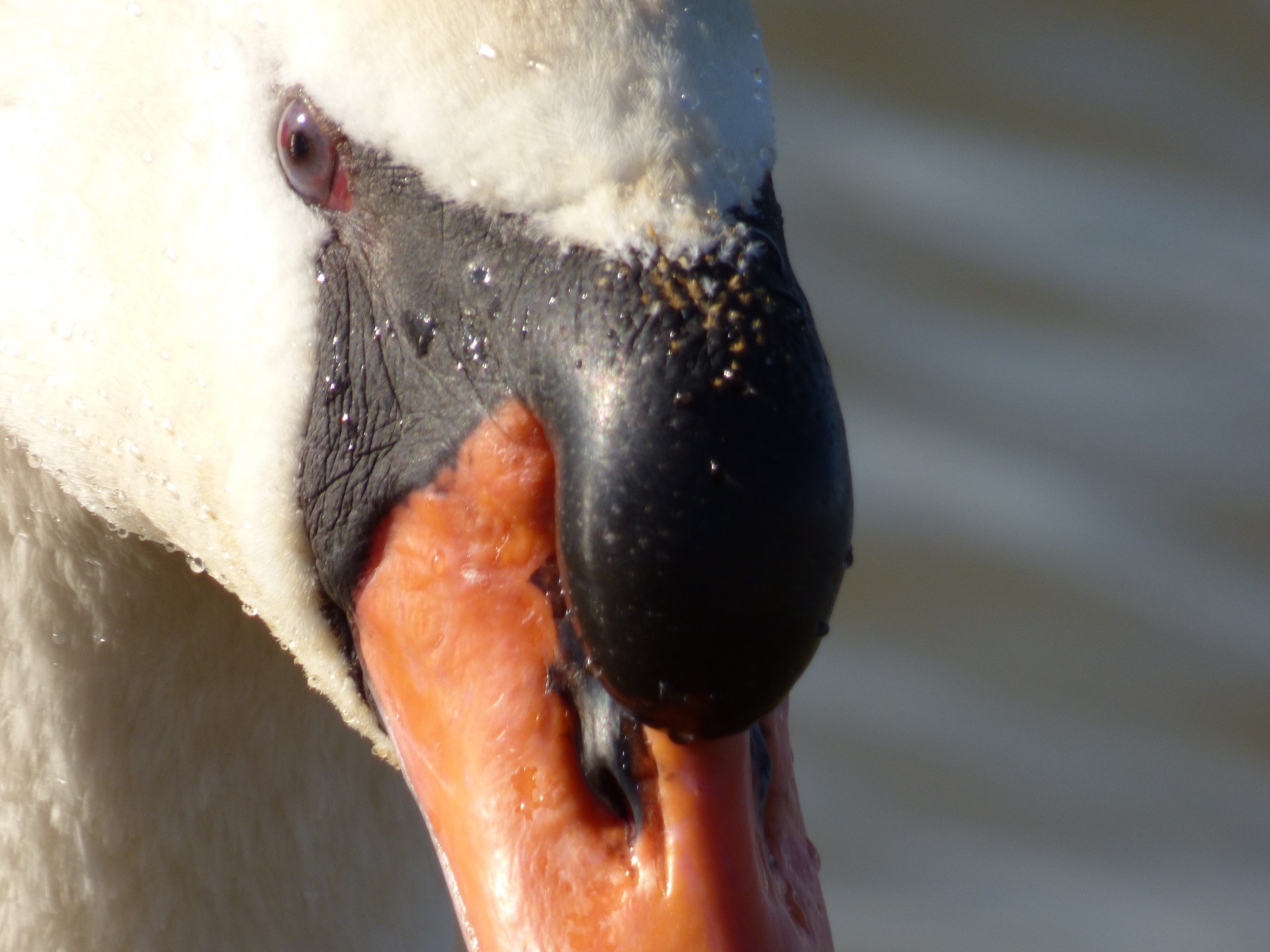 Head White Swan Closeup Free Stock Photo - Public Domain Pictures