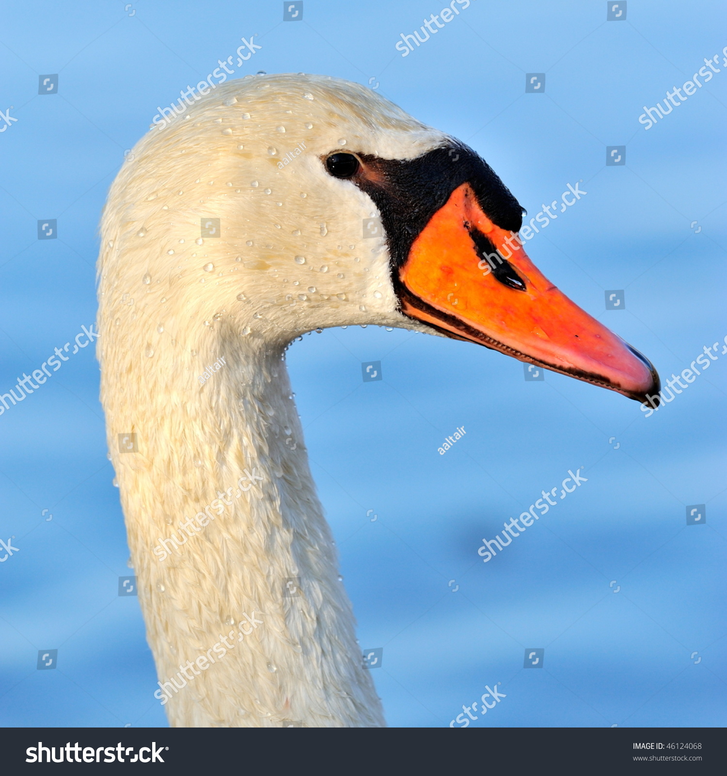 Swan Closeup Portrait Stock Photo (Royalty Free) 46124068 - Shutterstock