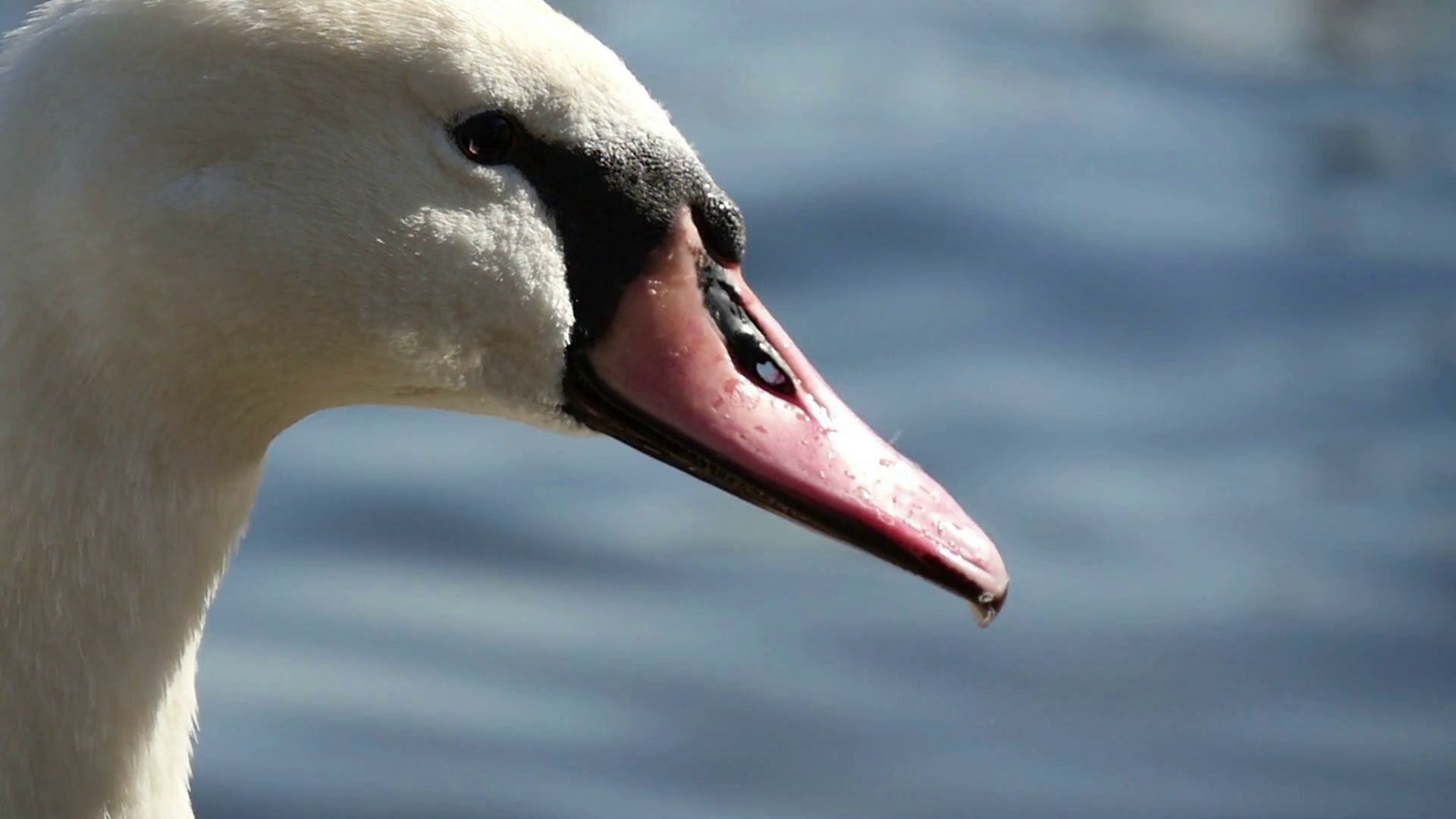 Original closeup shot of a white swan with a red beak on the Vltava ...