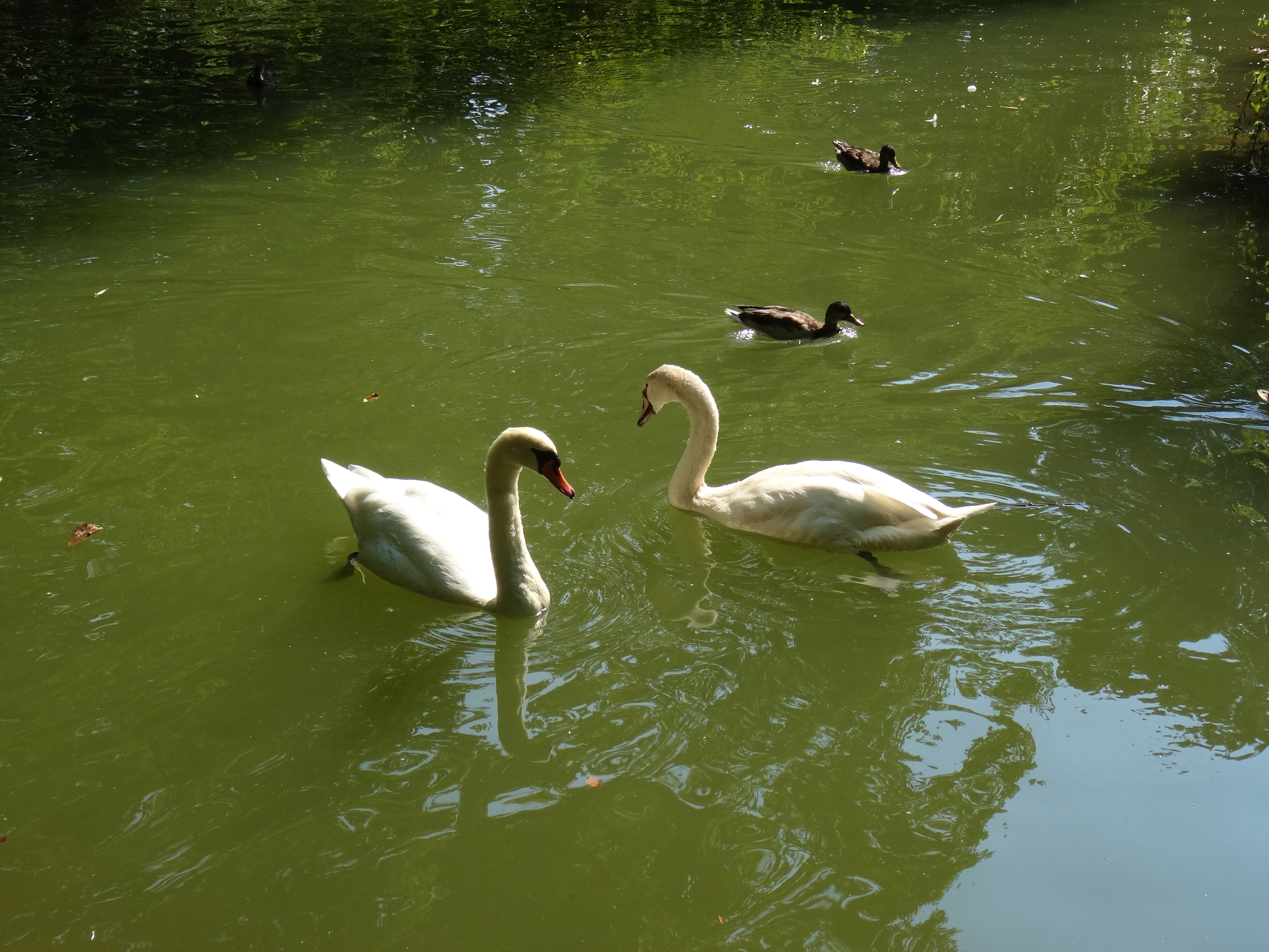 Swan family carolasee photo