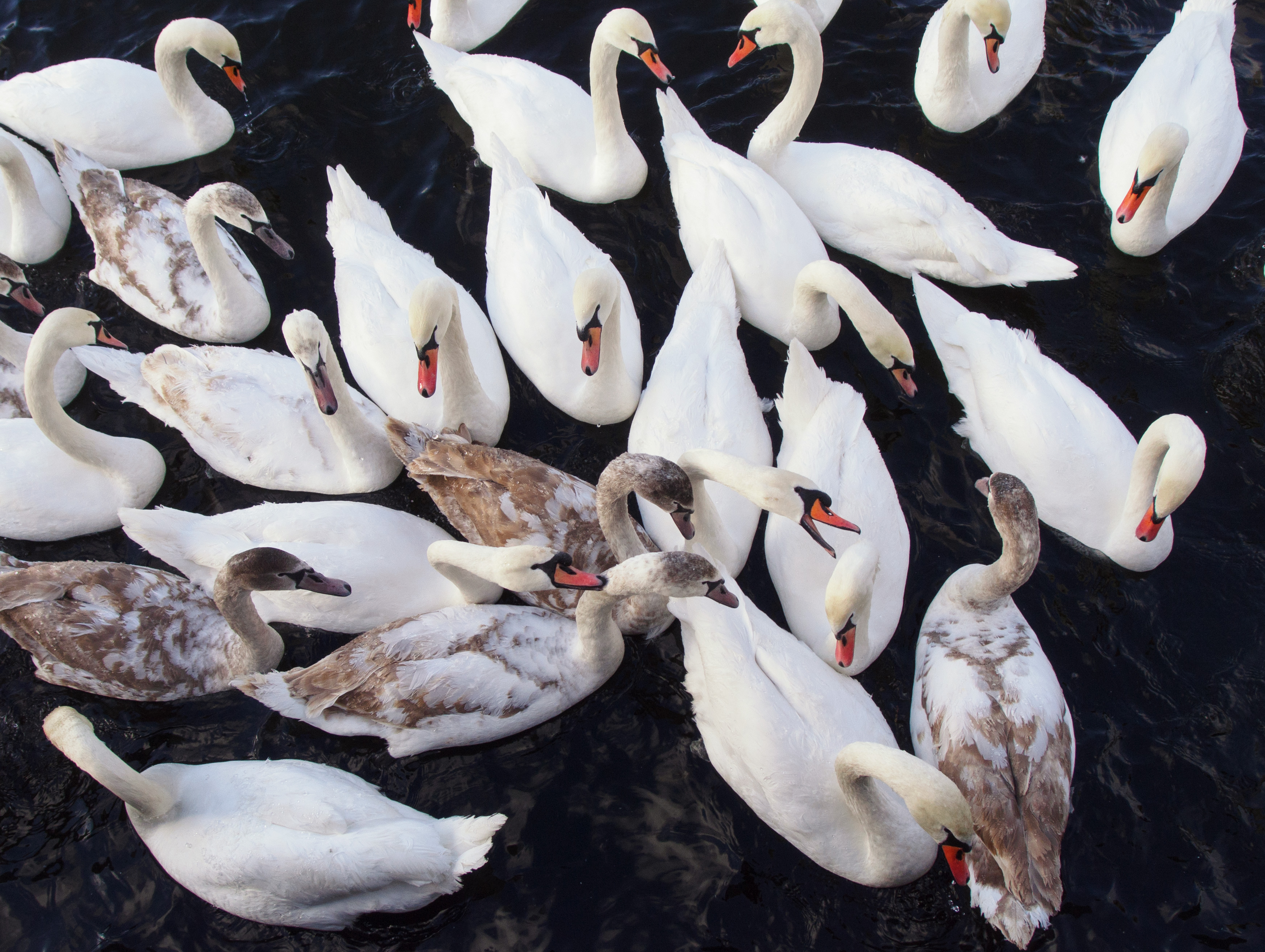 Free Image: Swans Fight For Food | Libreshot Public Domain Photos