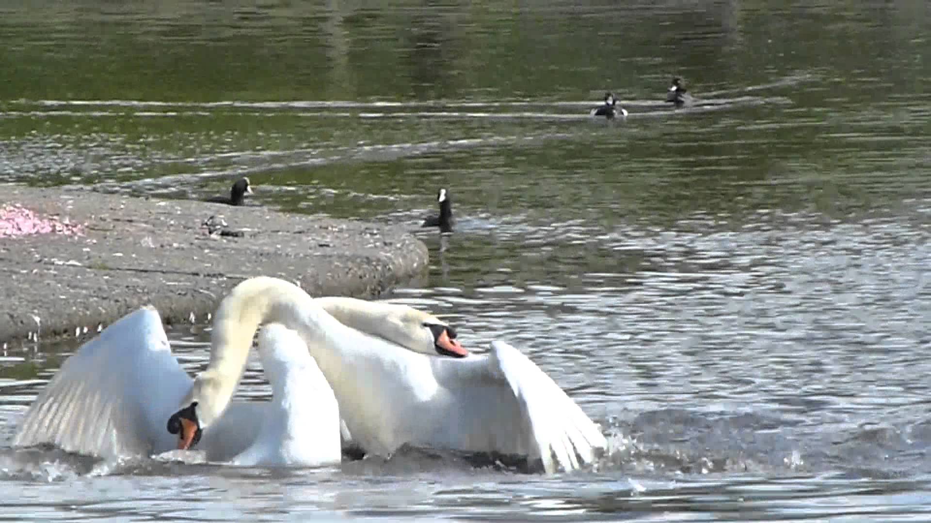deadly swan fight - YouTube