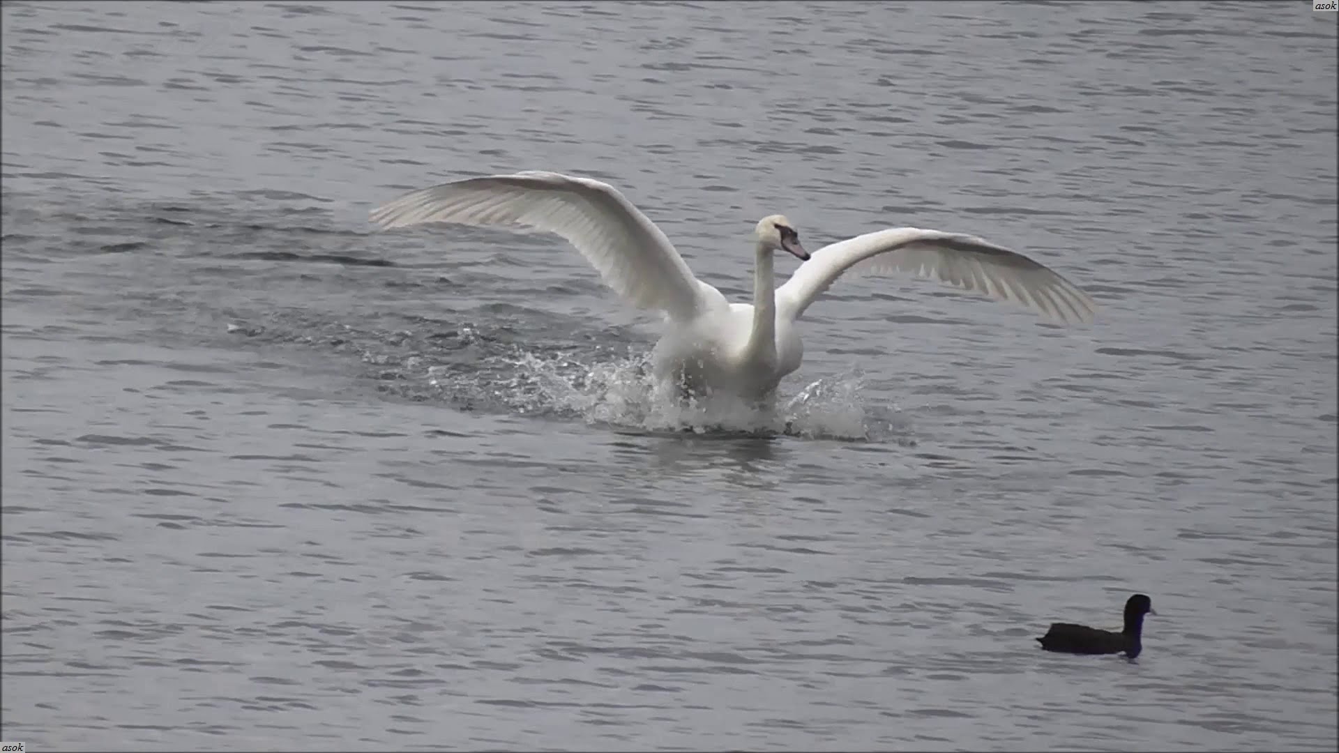 Flying swan. Take off and landing. - Slow motion. - YouTube