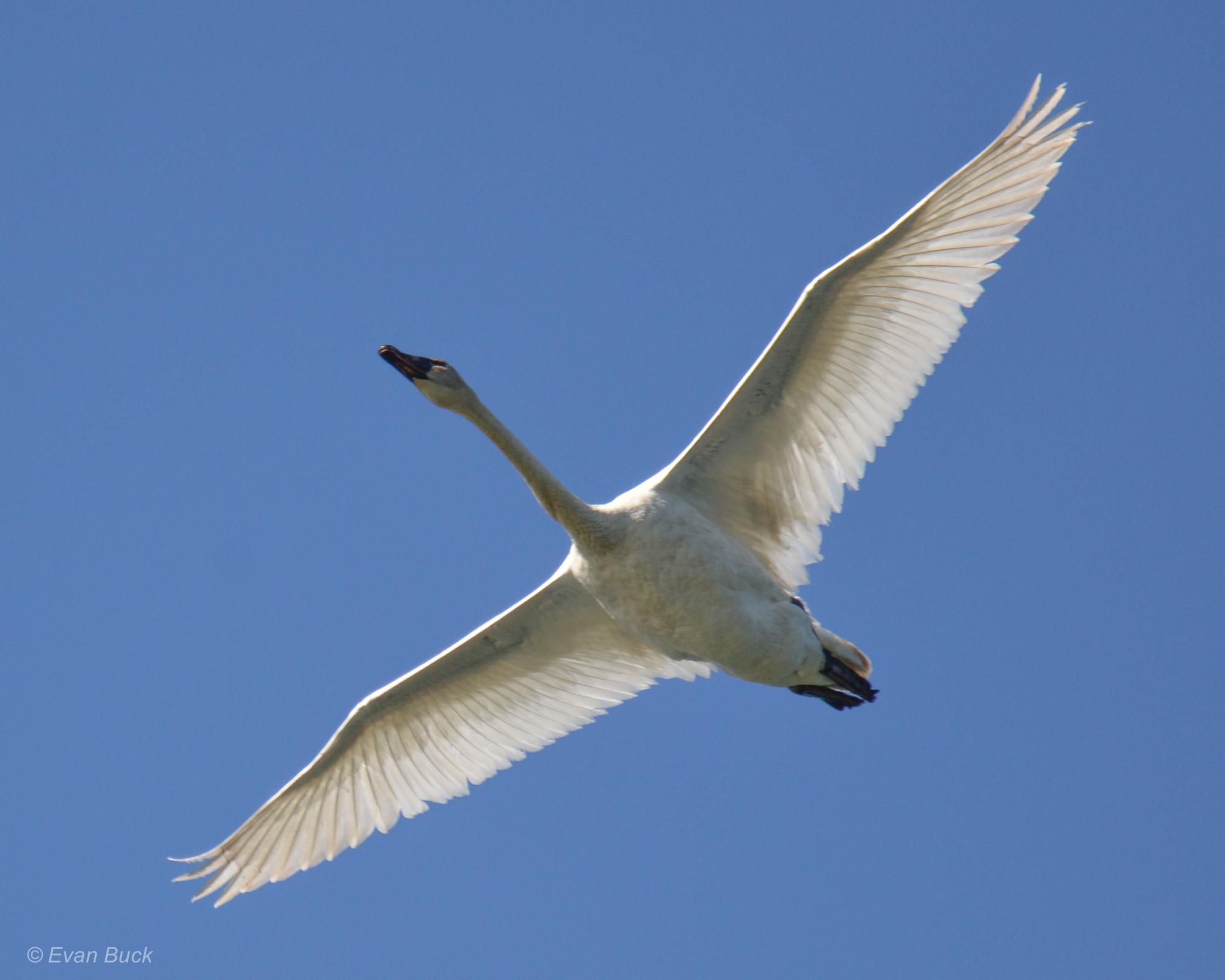 Trumpeter Swan (Cygnus buccinator) An adult flying overhead | the ...
