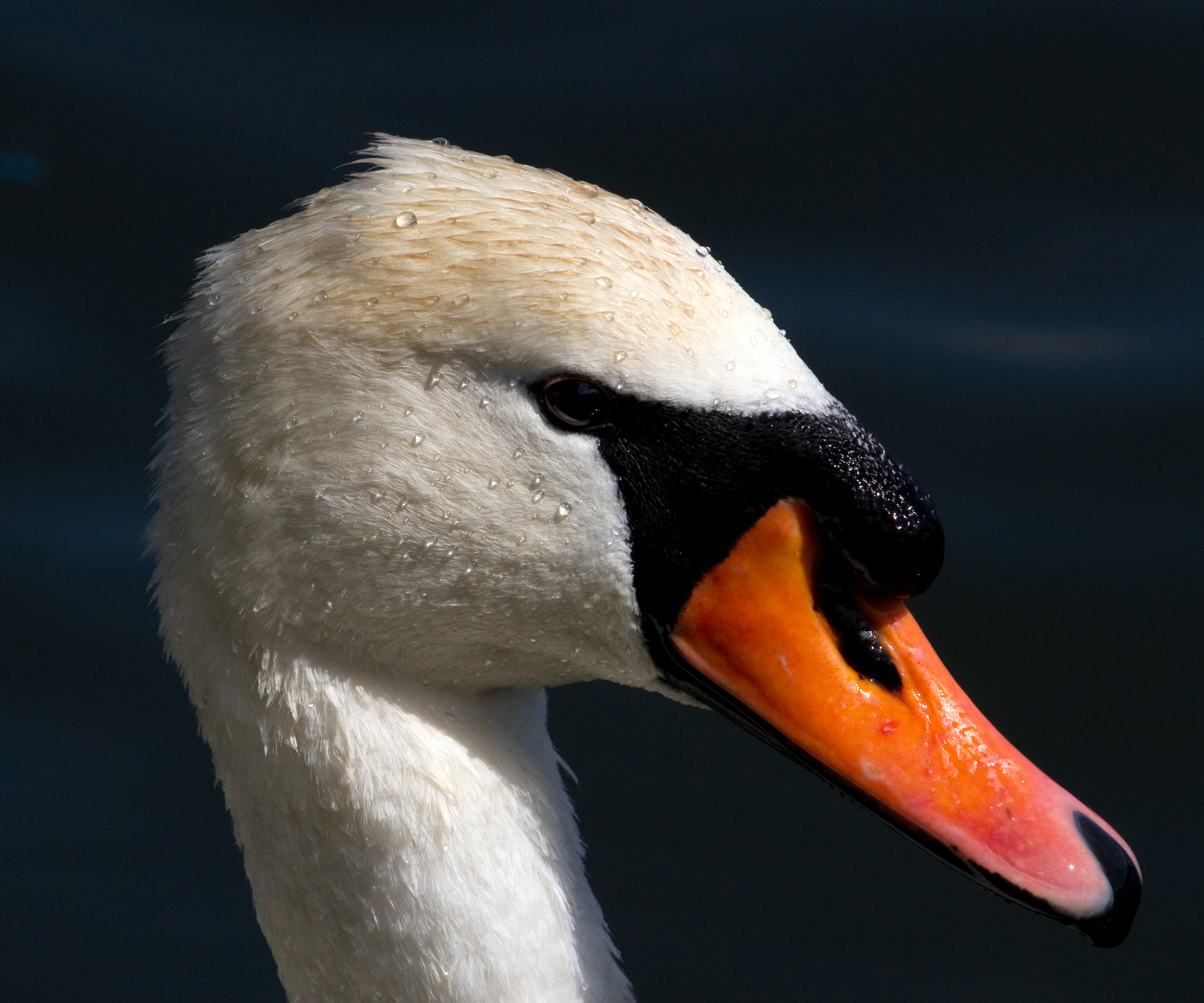 File:Swan Head (6059395784).jpg - Wikimedia Commons