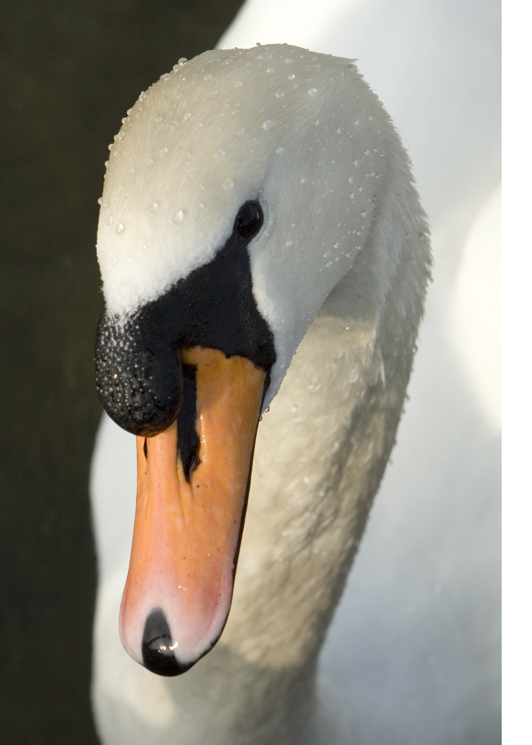 File:Head of swan, lake zurich.jpg - Wikimedia Commons