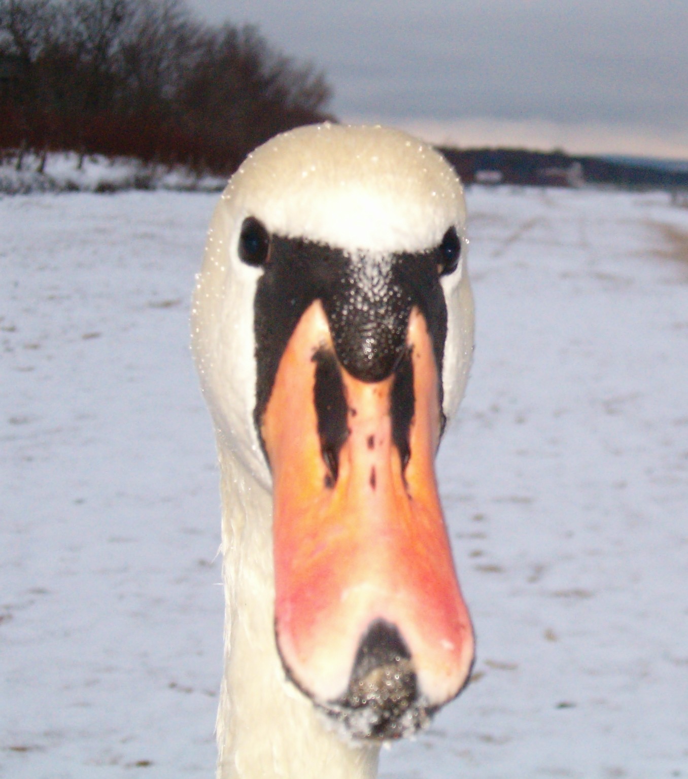 File:Brosen swan head.jpg - Wikimedia Commons