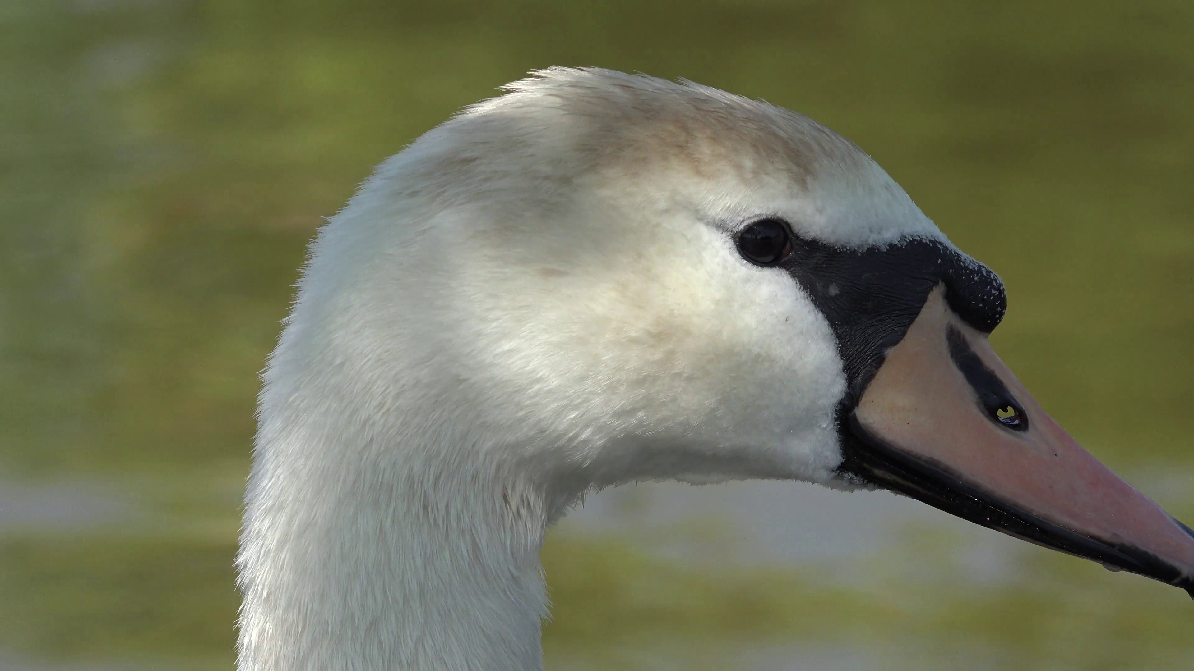 ULTRA HD 4K Closeup white swan head long neck beautiful wild bird ...