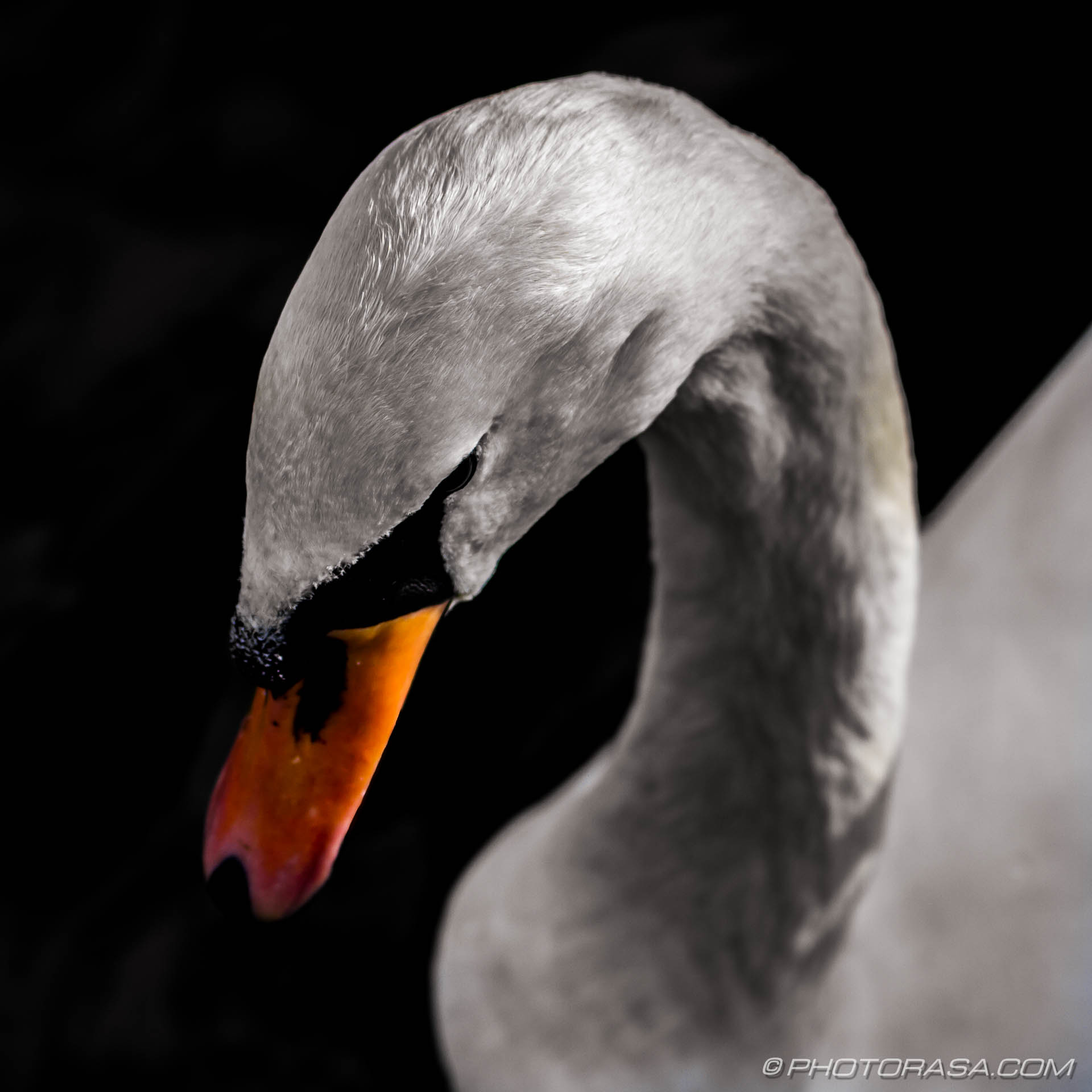 swan head from above - Photorasa Free HD Photos
