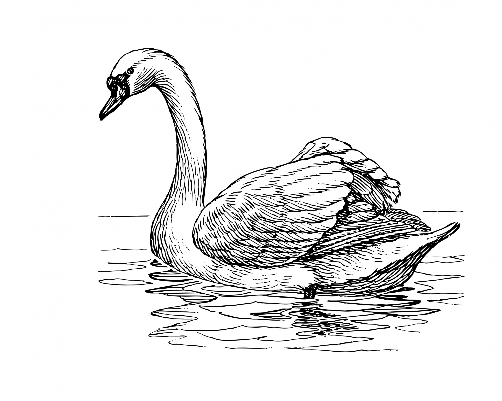 Swan Clipart Illustration Free Stock Photo - Public Domain Pictures