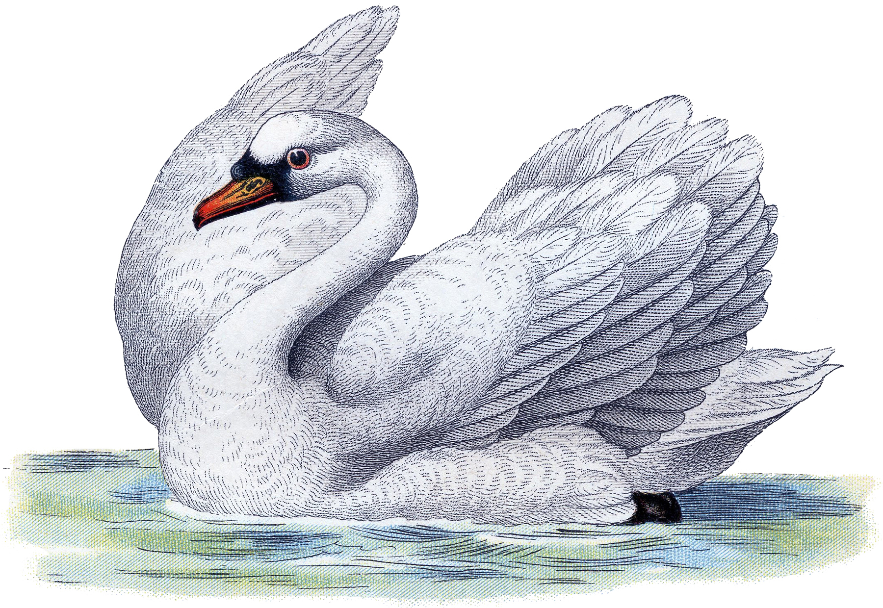 Best Free Swan Image! - The Graphics Fairy
