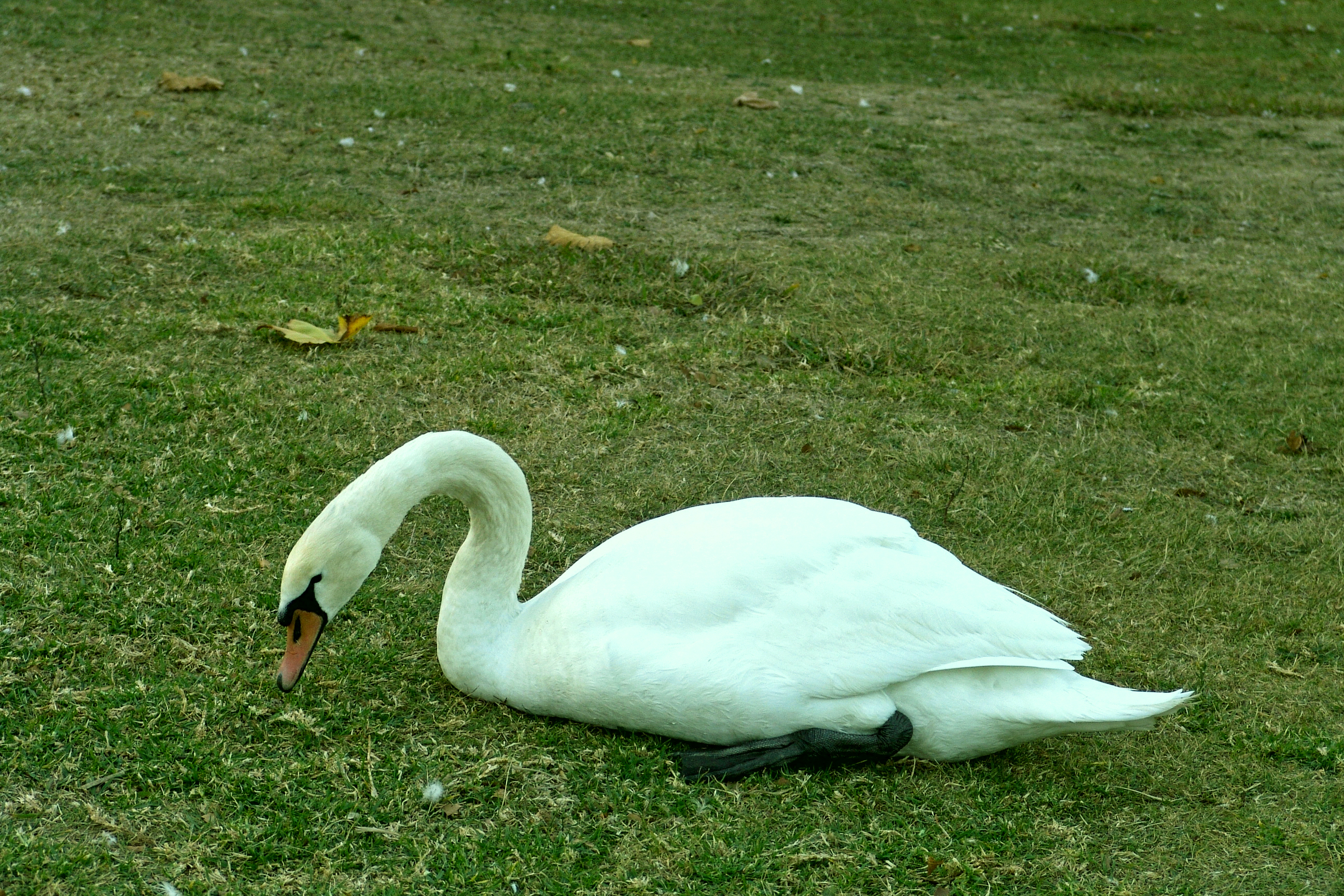 Swan in the green grass photo