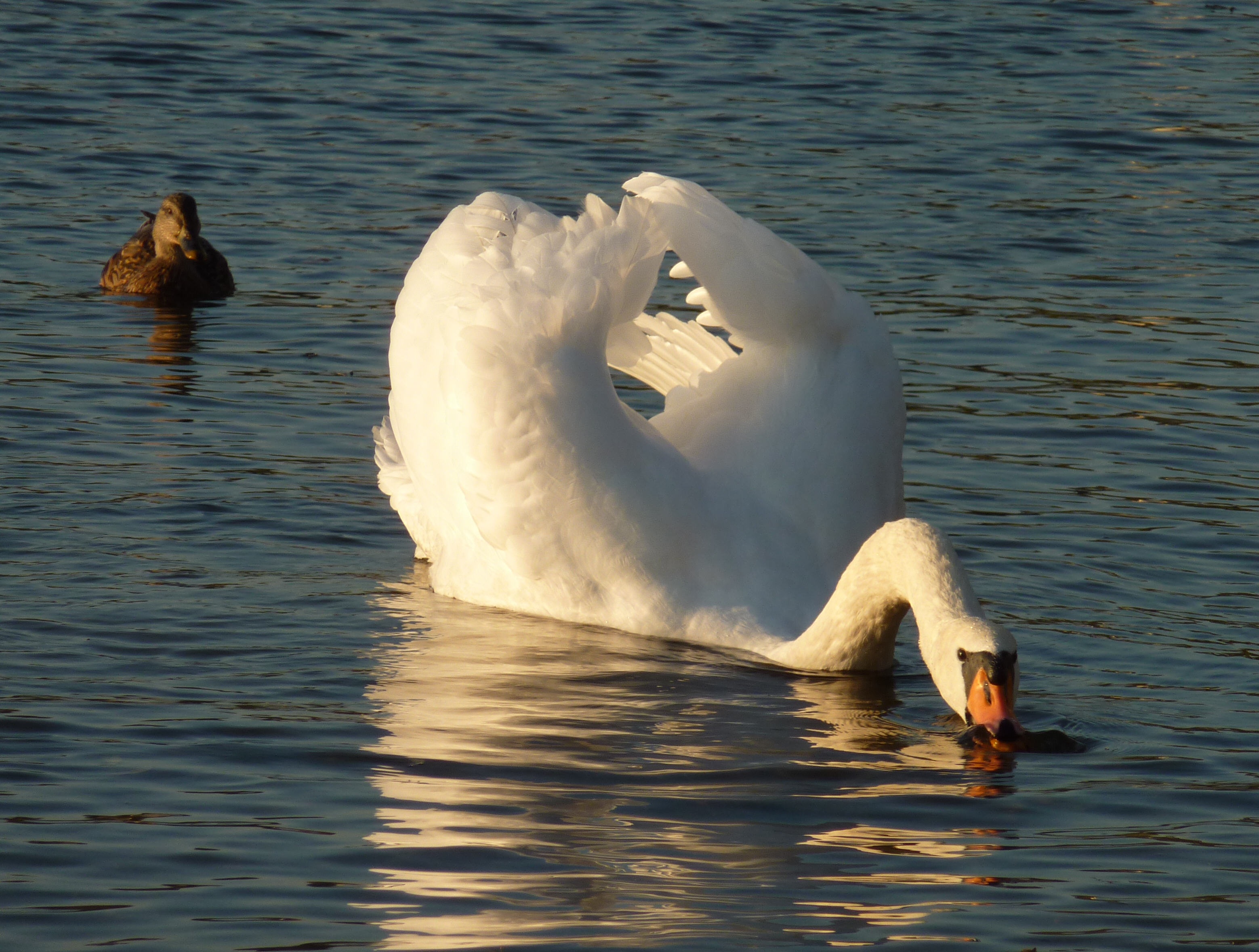 Swan in the lake photo