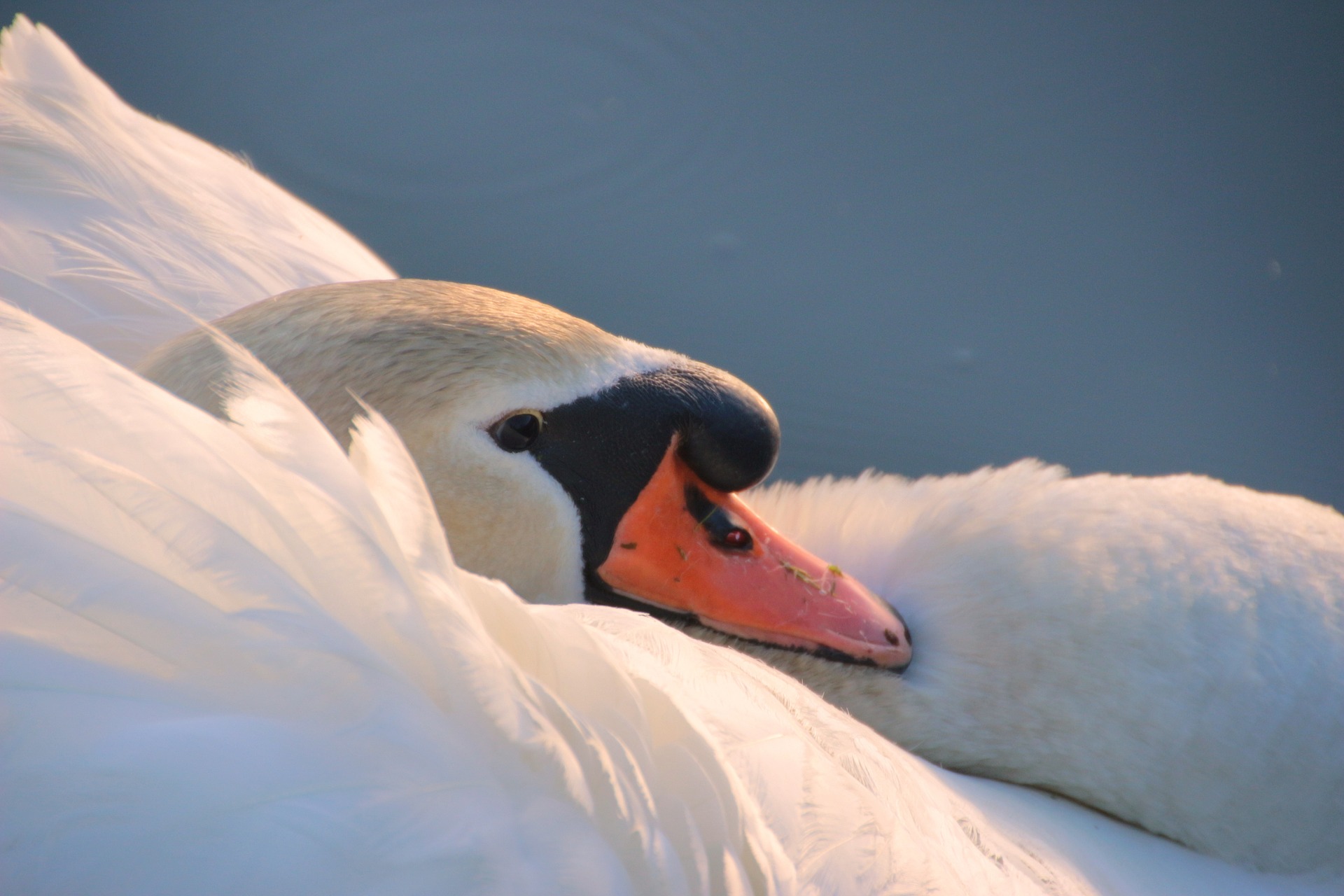 Swan in the lake photo