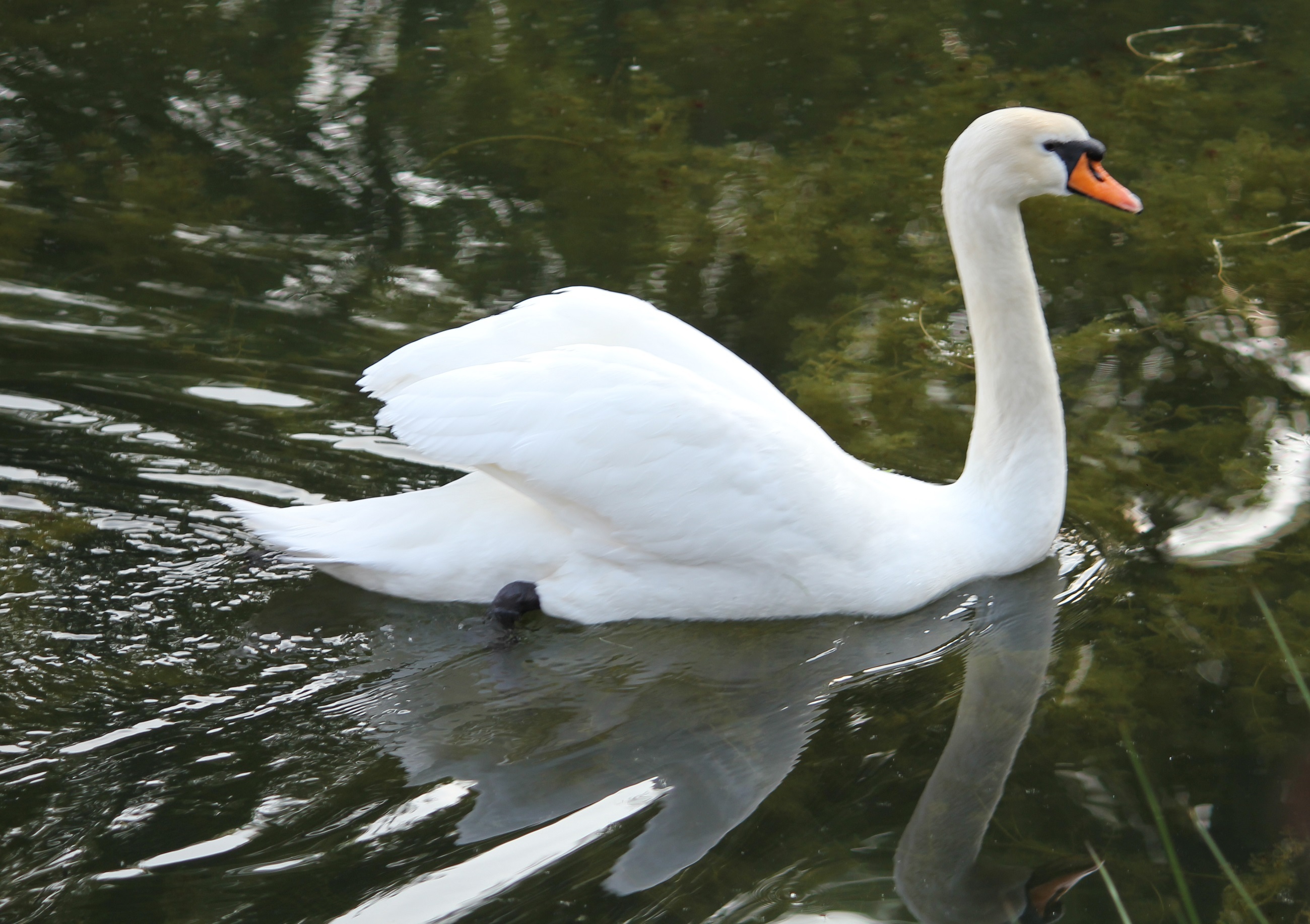 Swan in the river photo