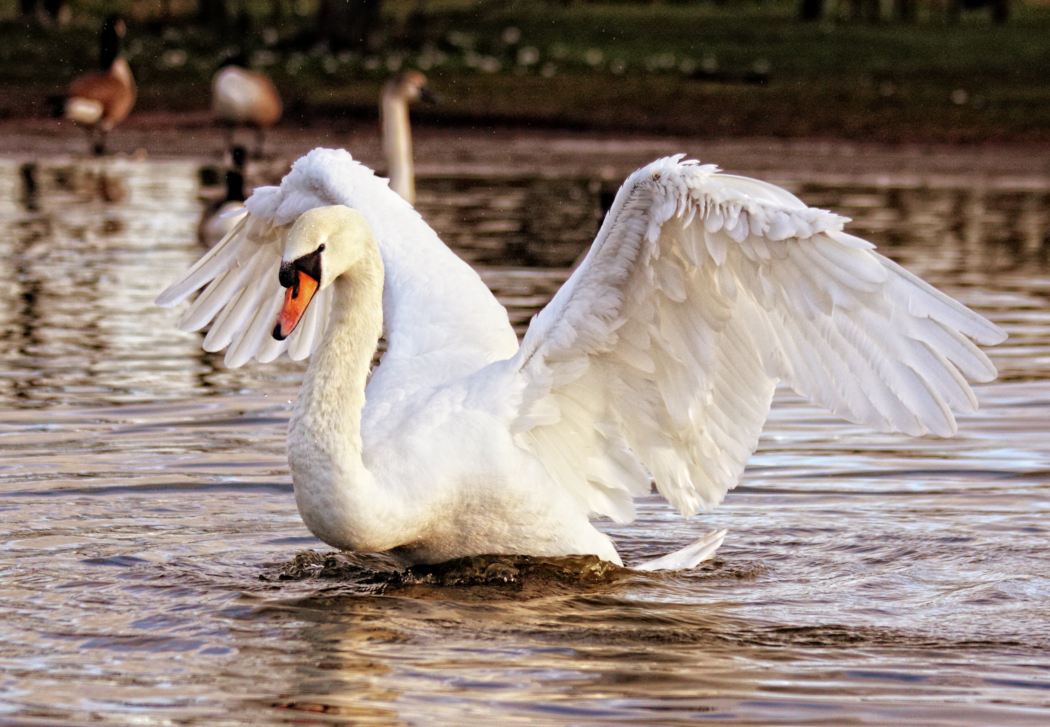 Swan in the water photo