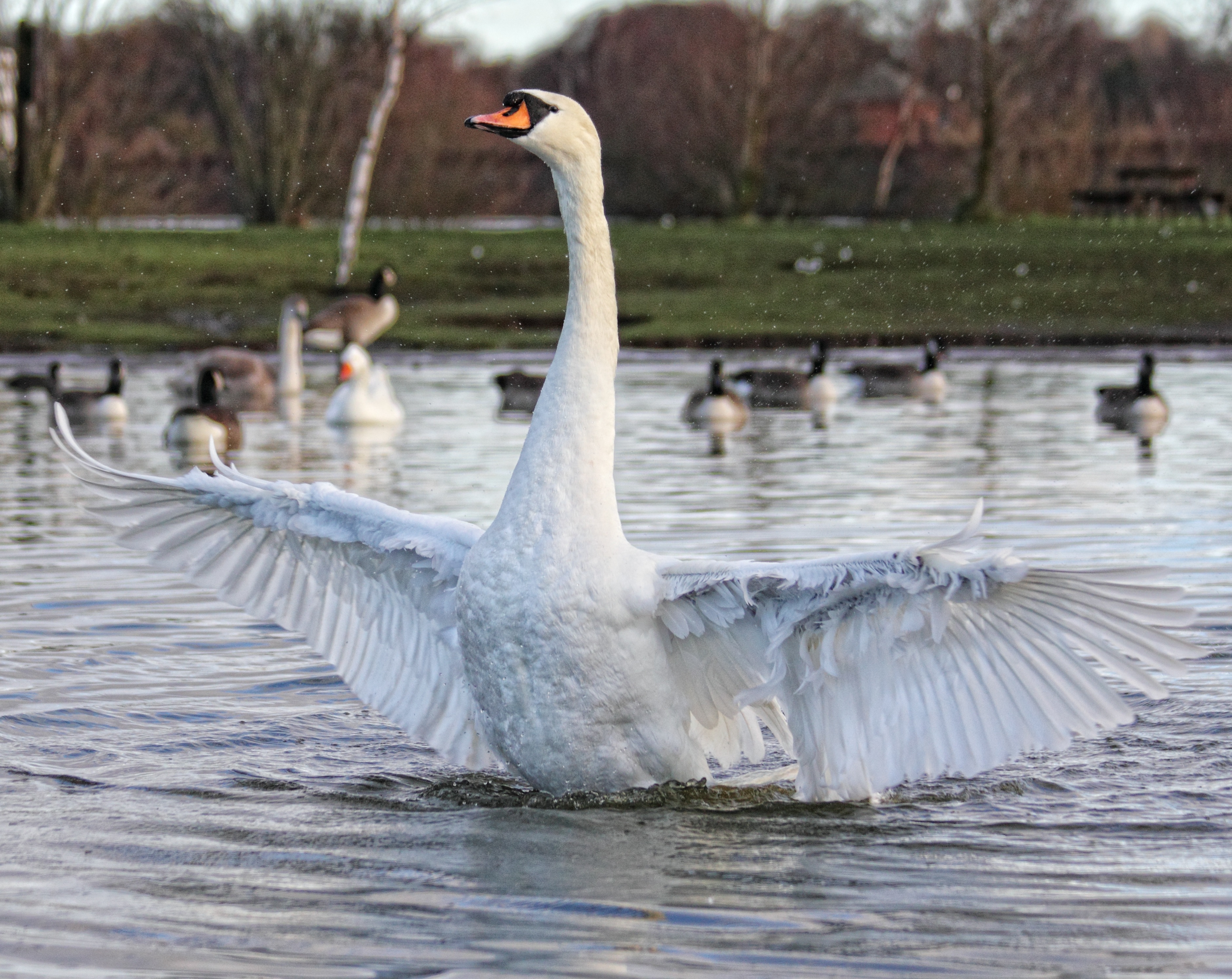 Swan in the water photo