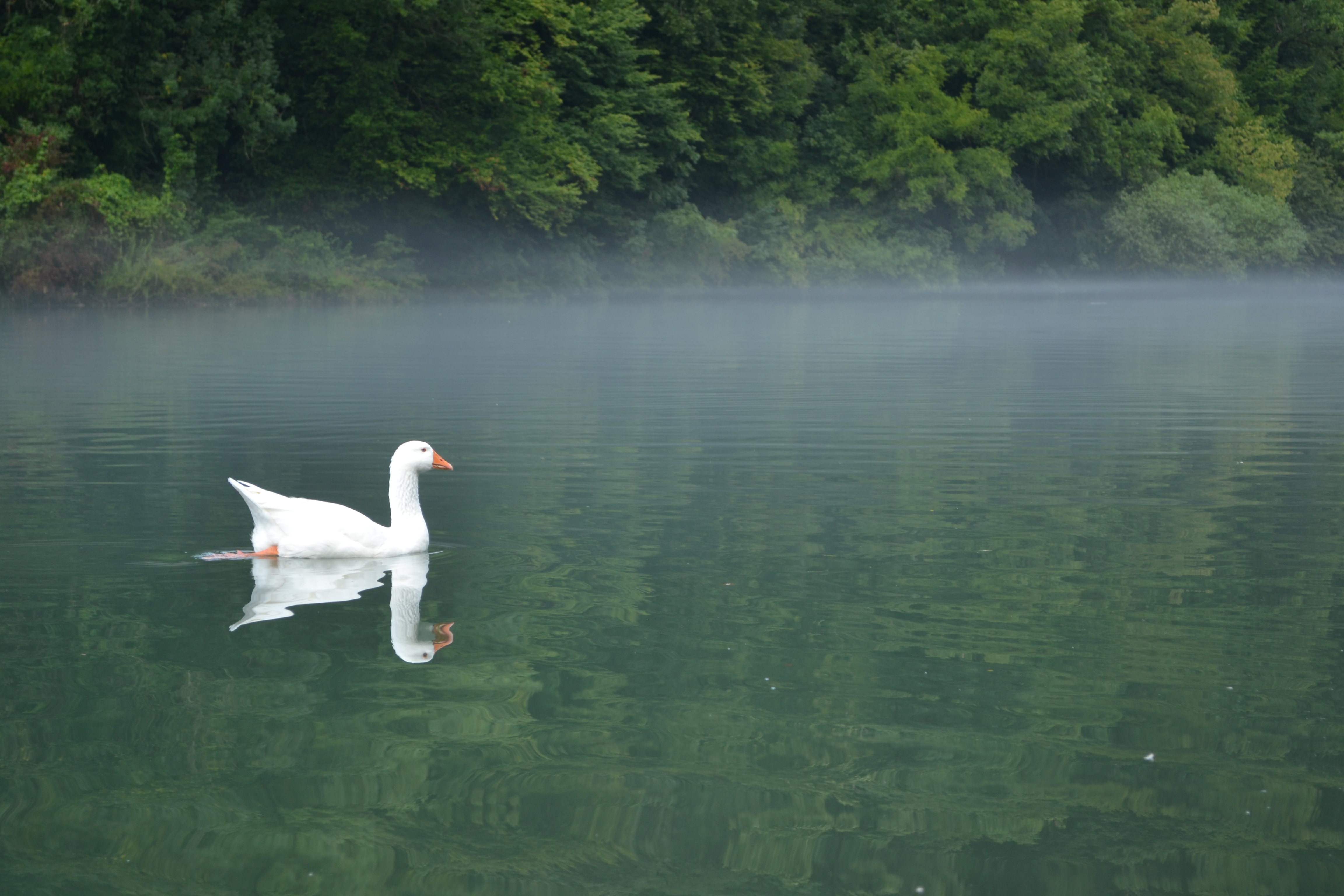 Swan on a river, Animal, Animals, Bird, Nature, HQ Photo