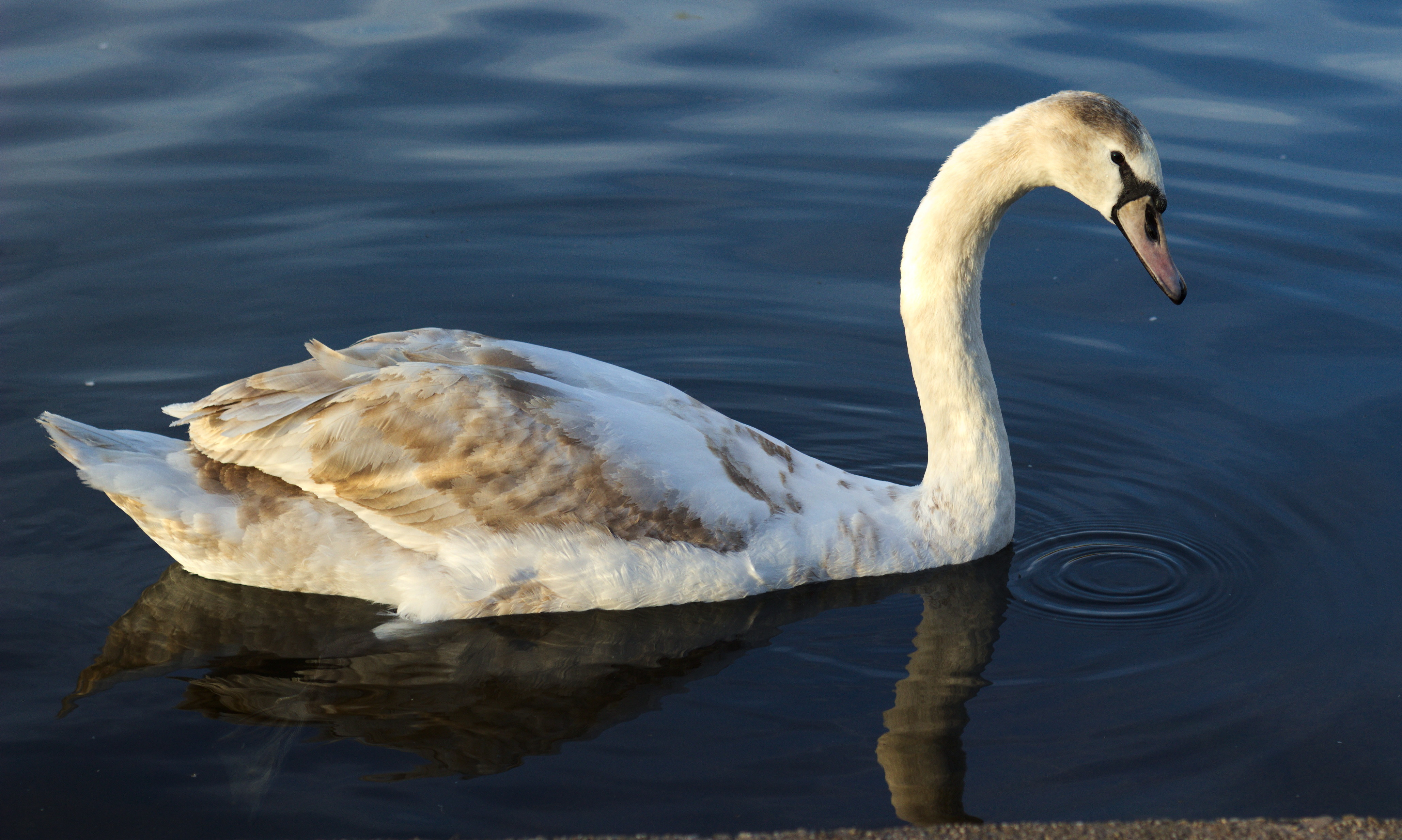 Swan reflected in water, paul-lincke ufer photo